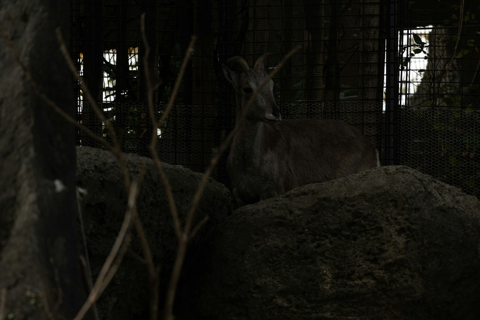 Seekor kambing yang berada di atas batu dalam lingkungan yang redup