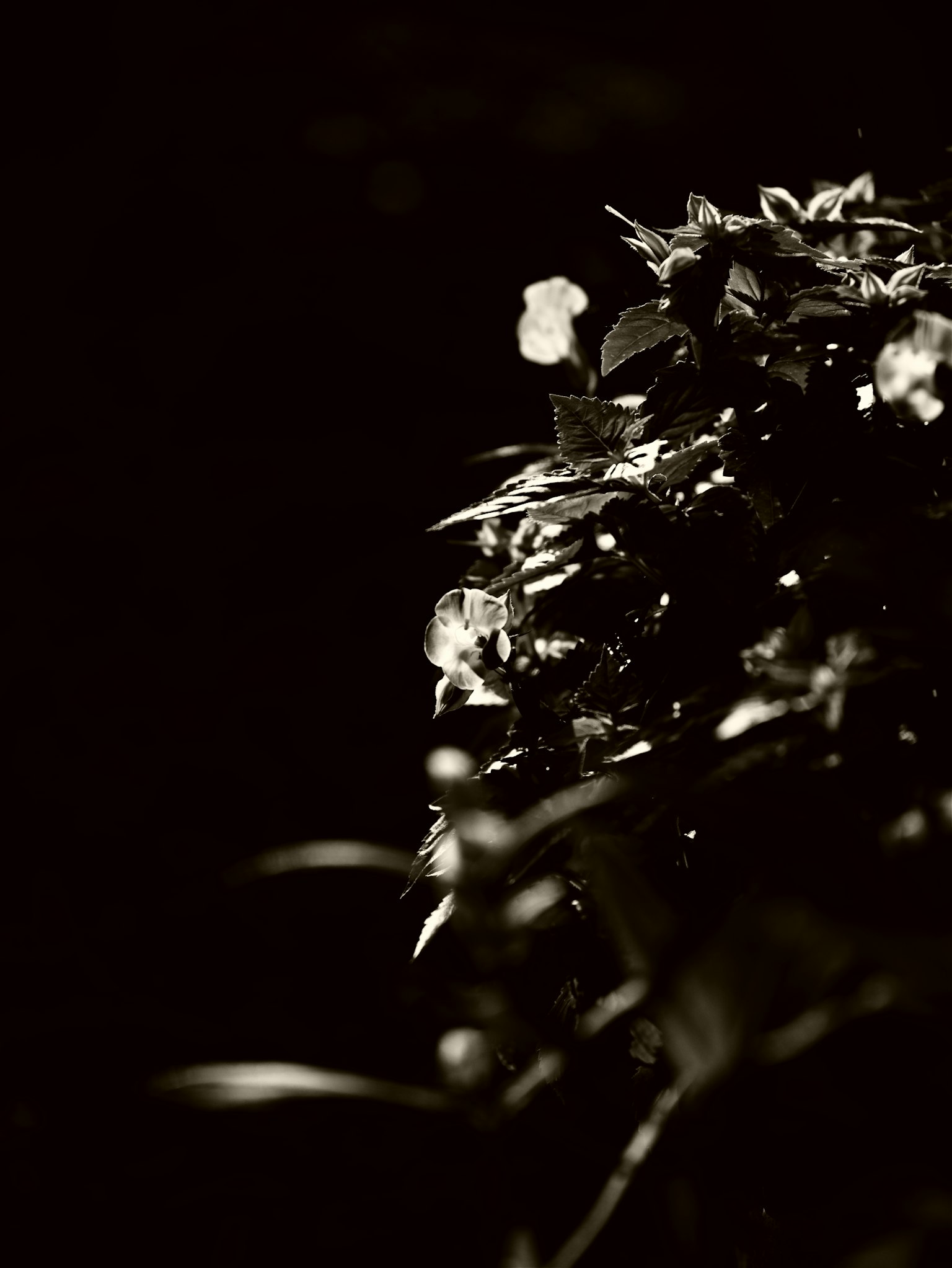 Foto in bianco e nero di foglie e fiori di pianta su sfondo scuro