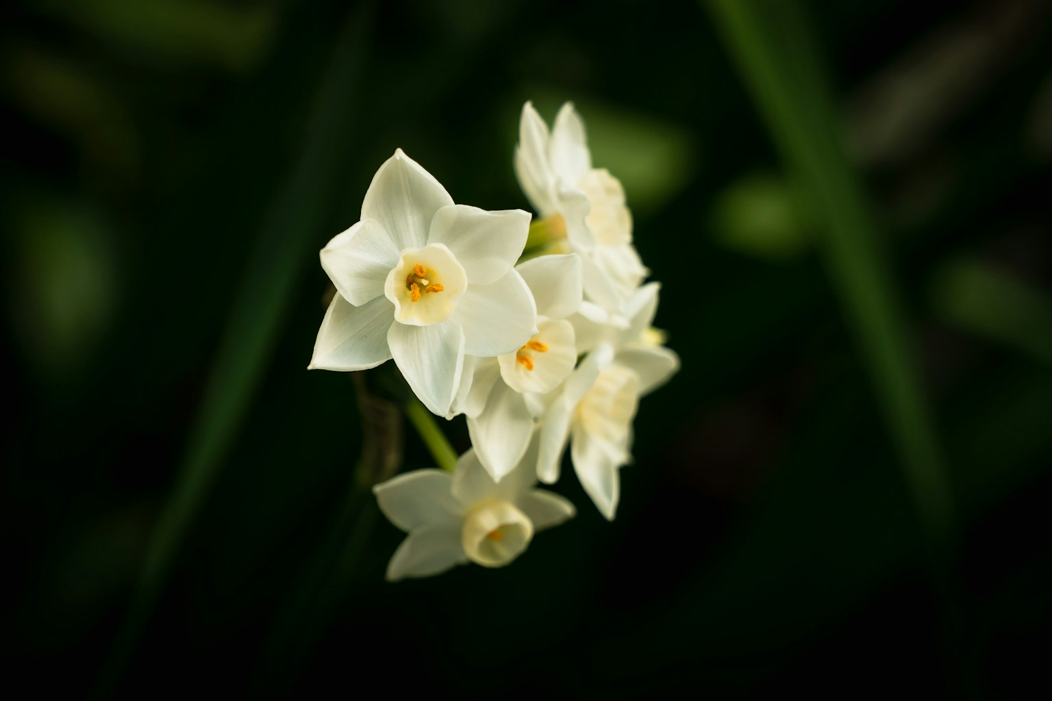 Bündel weißer Blumen mit gelben Mittelpunkten vor einem dunklen grünen Hintergrund