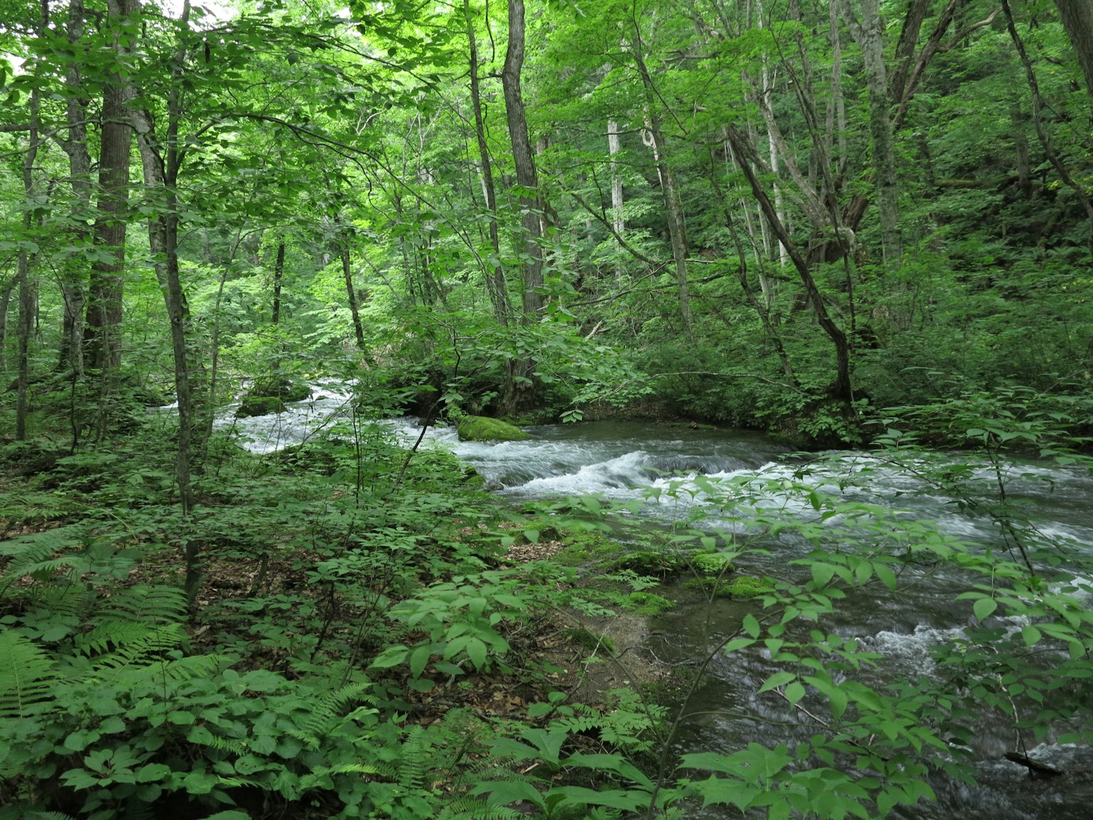 Eine malerische Aussicht auf einen Bach, der durch einen üppigen Wald fließt