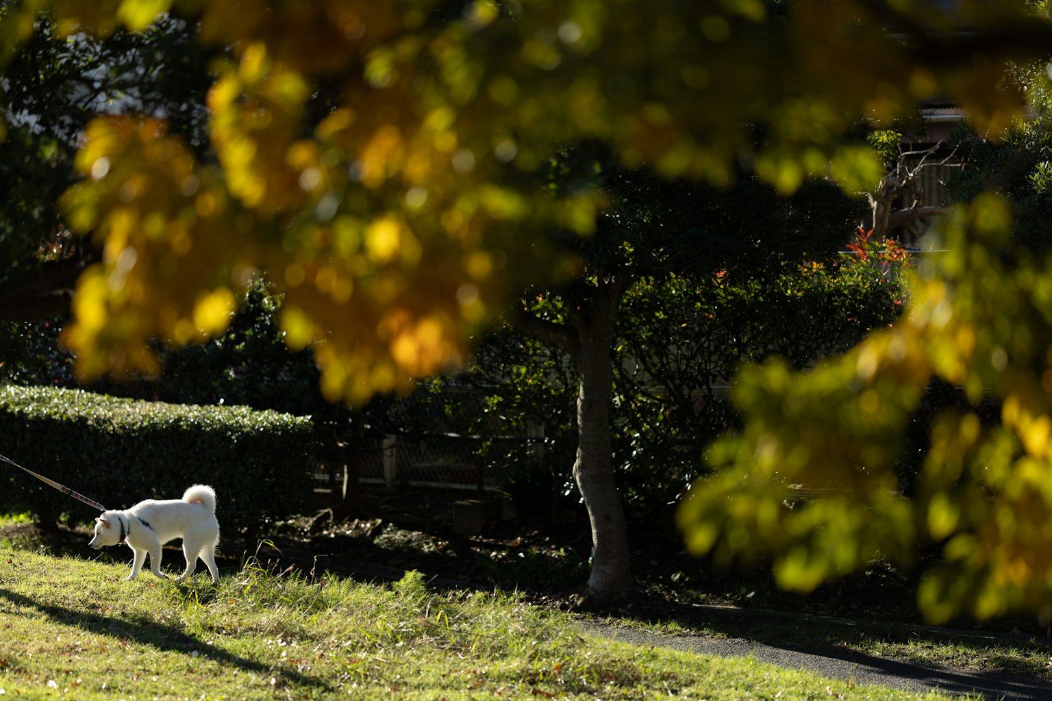 A white dog grazing in a grassy area surrounded by autumn leaves