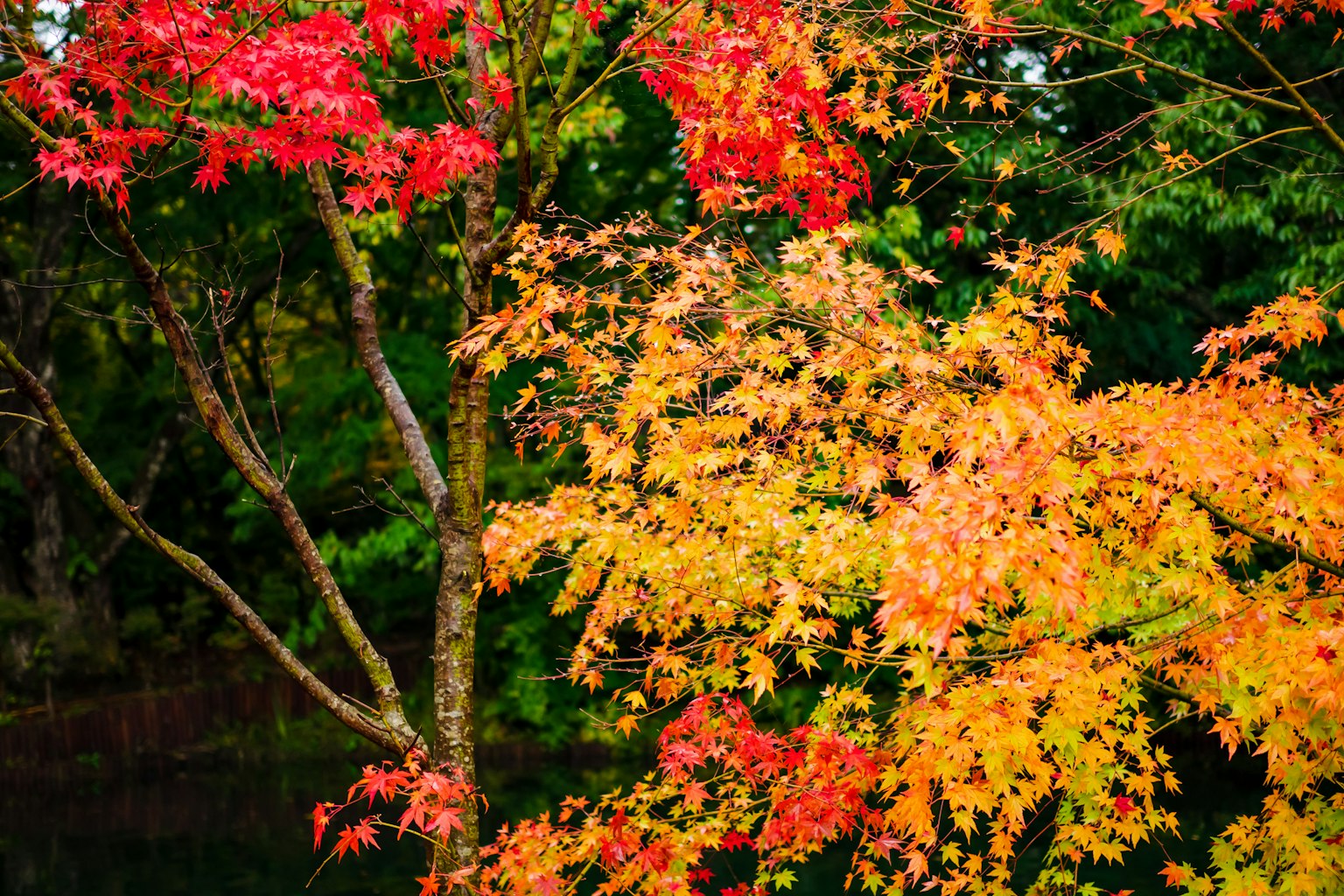 Lebendige Herbstblätter mit Bäumen, die rote und orange Blätter zeigen