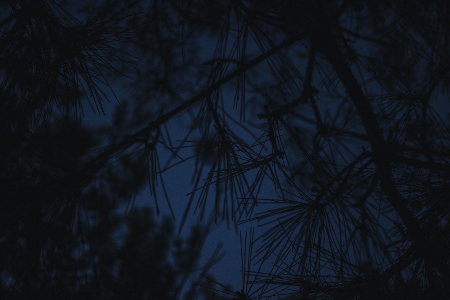 黑暗夜空中松树枝的轮廓