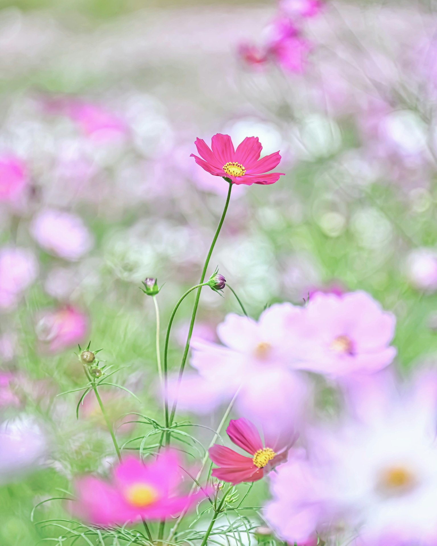 A standout pink cosmos flower among a field of soft-colored blossoms