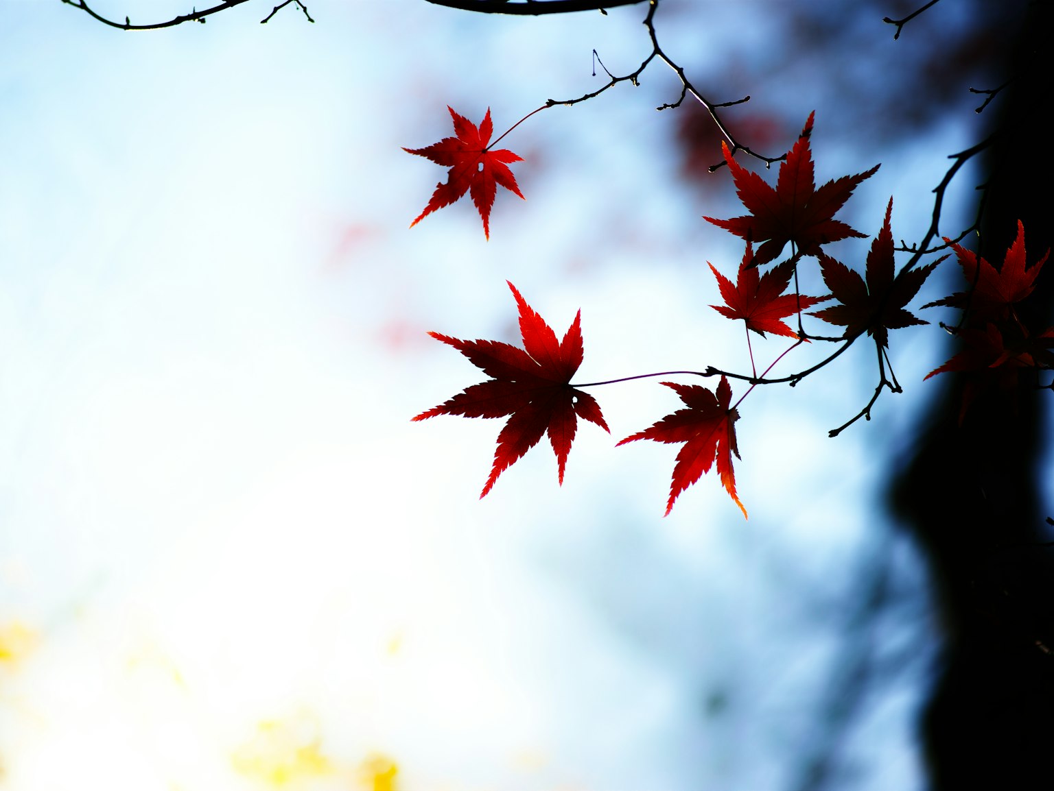 Foglie rosse appese ai rami in un paesaggio autunnale