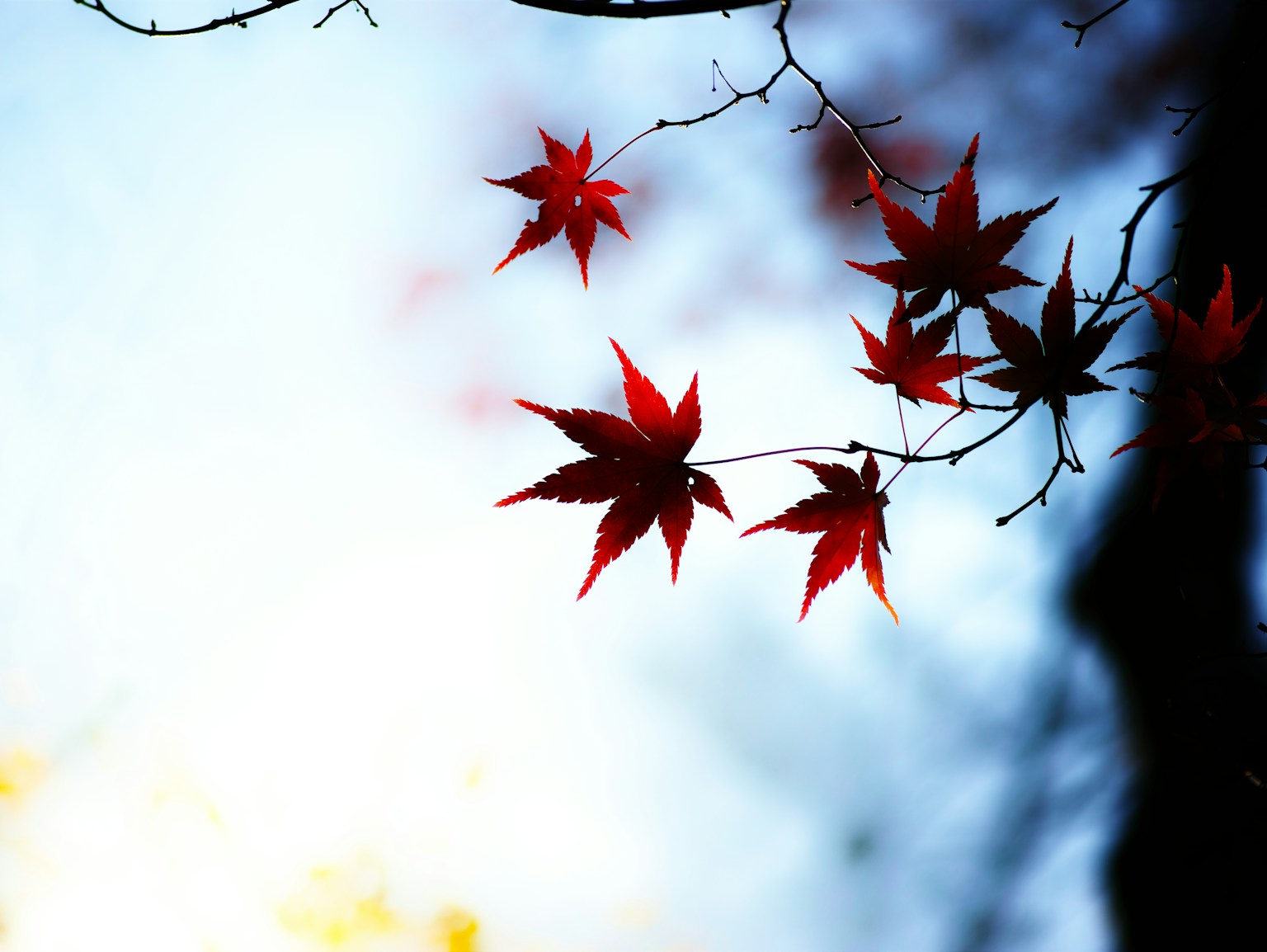 Feuilles rouges suspendues aux branches dans un paysage d'automne
