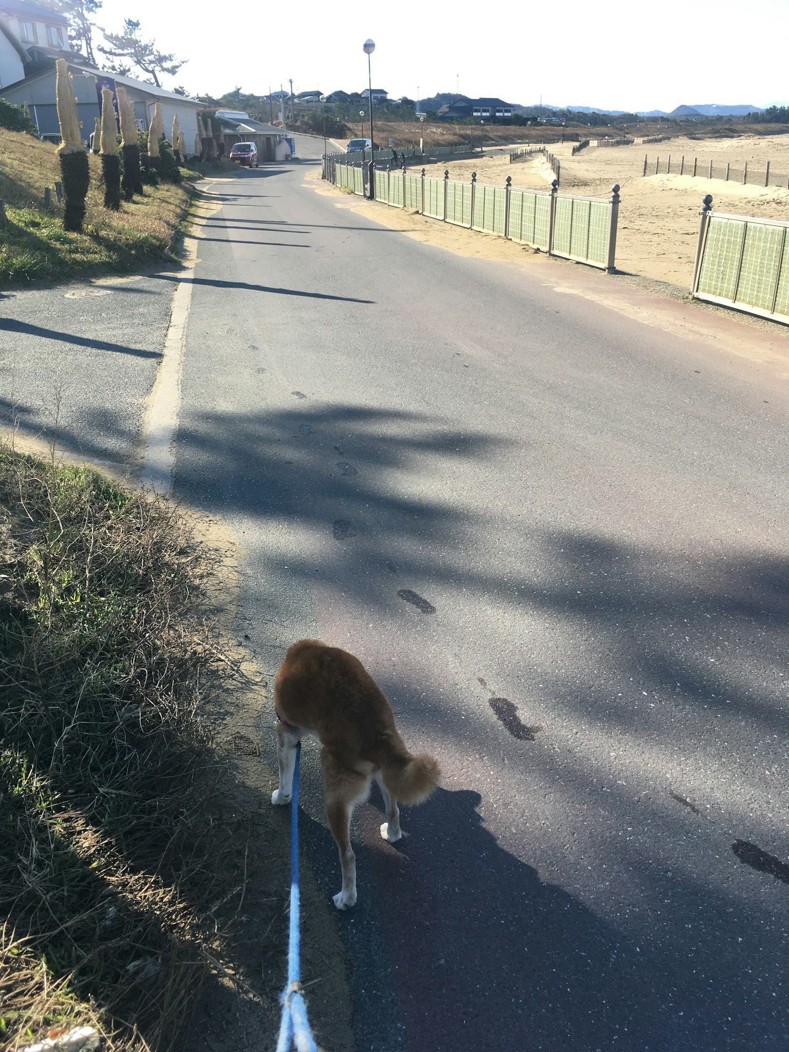 Un chien marchant sur une route tranquille avec des clôtures vertes