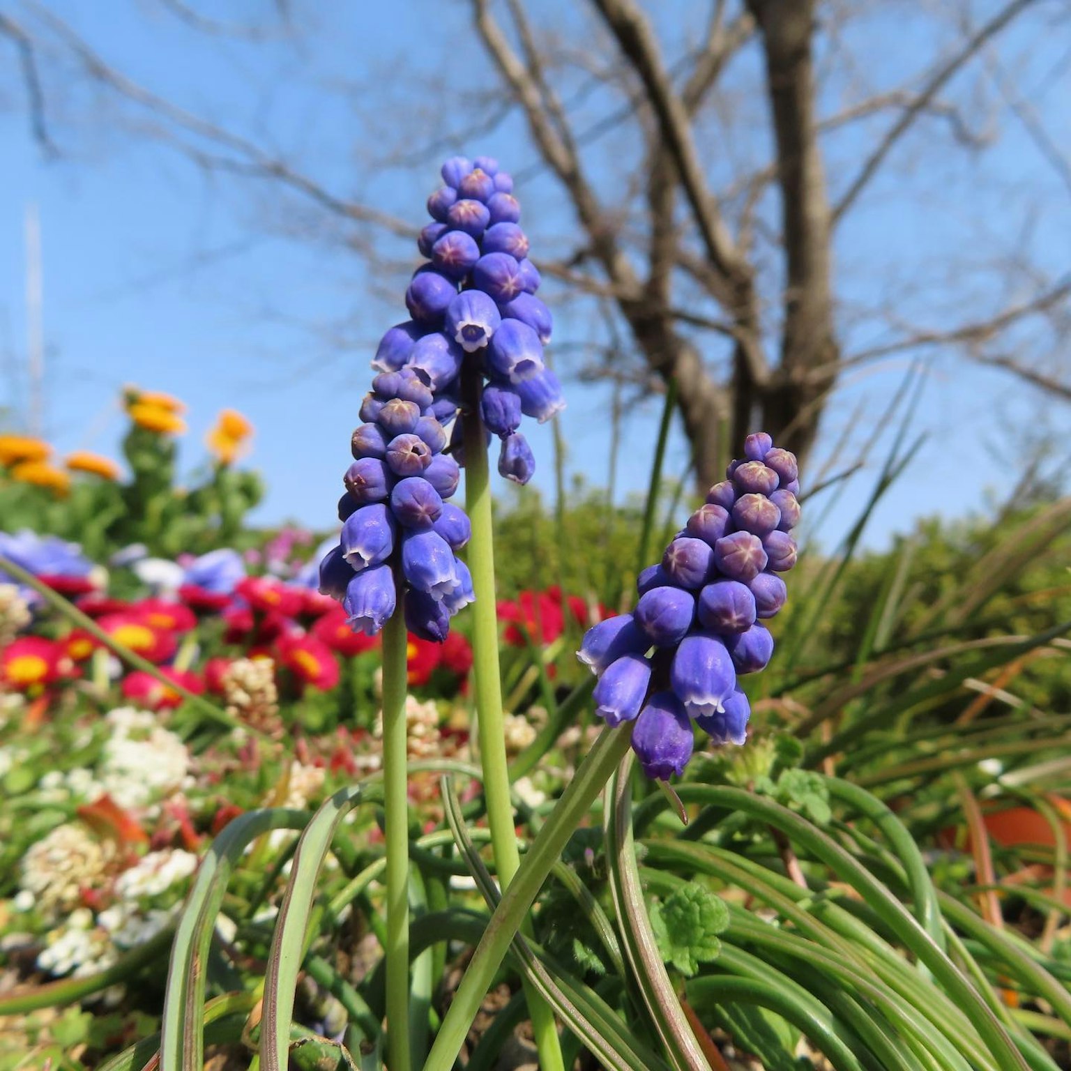 生動的紫色花朵在花園中綻放