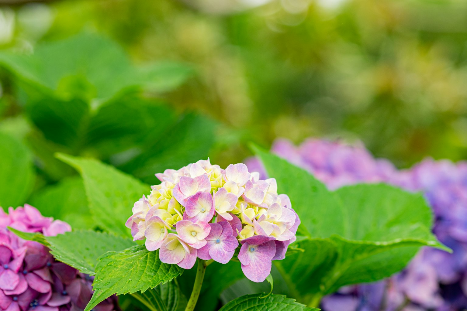 Fiori di ortensia colorati che sbocciano su uno sfondo di foglie verdi