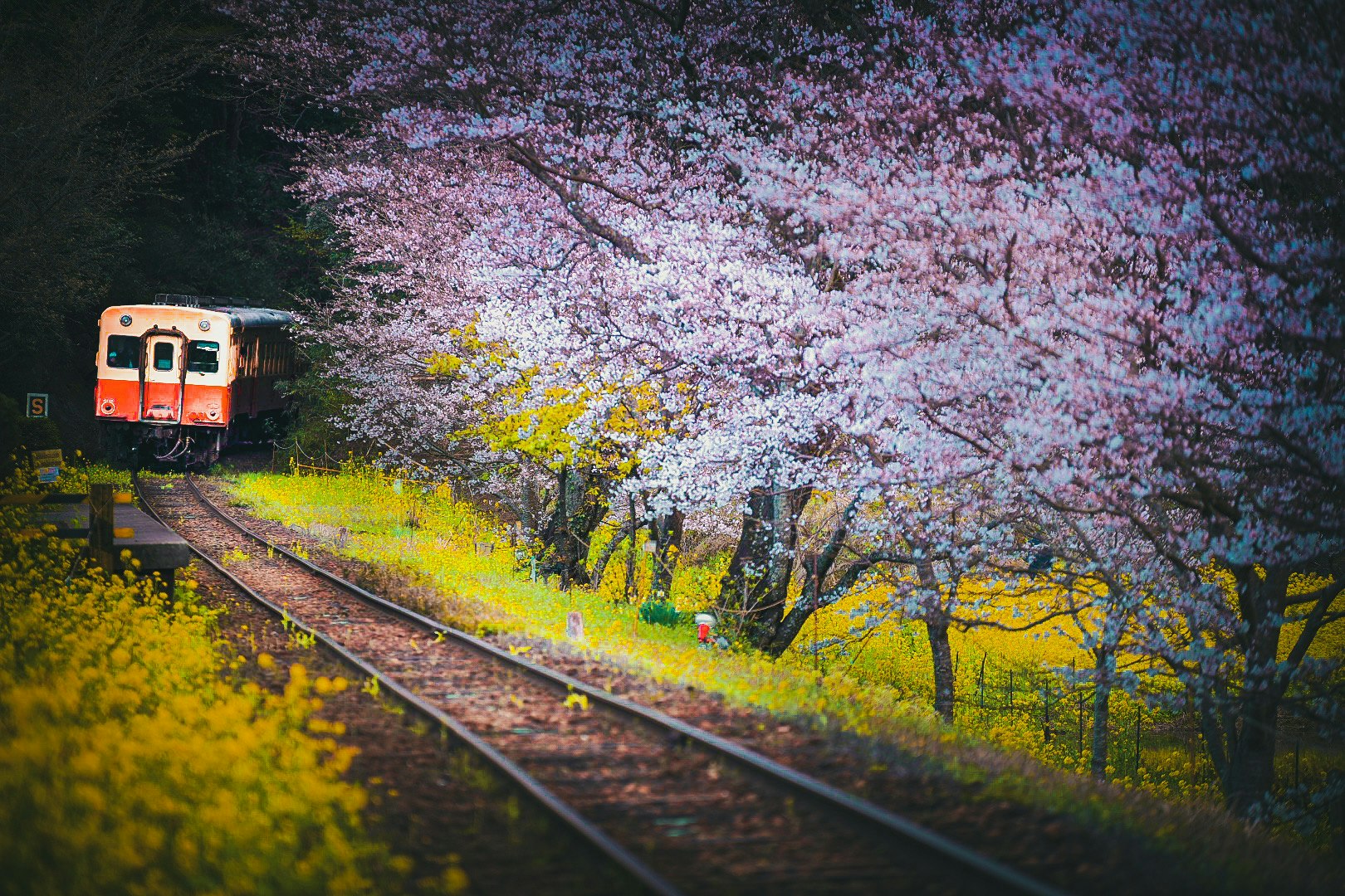 春日風景：櫻花沿線的鐵路旁駛過的列車