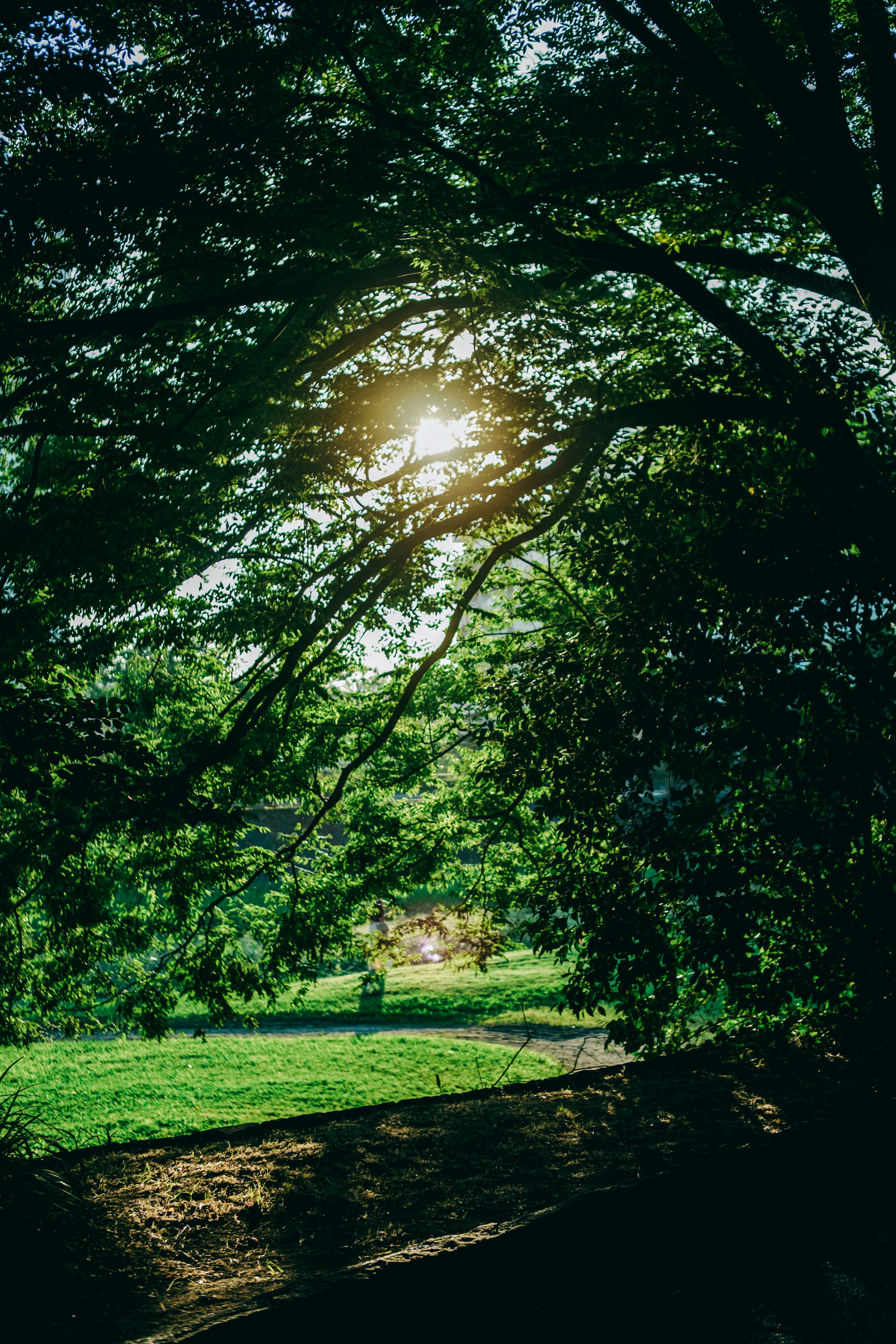 green park path framed by leafy tree branches