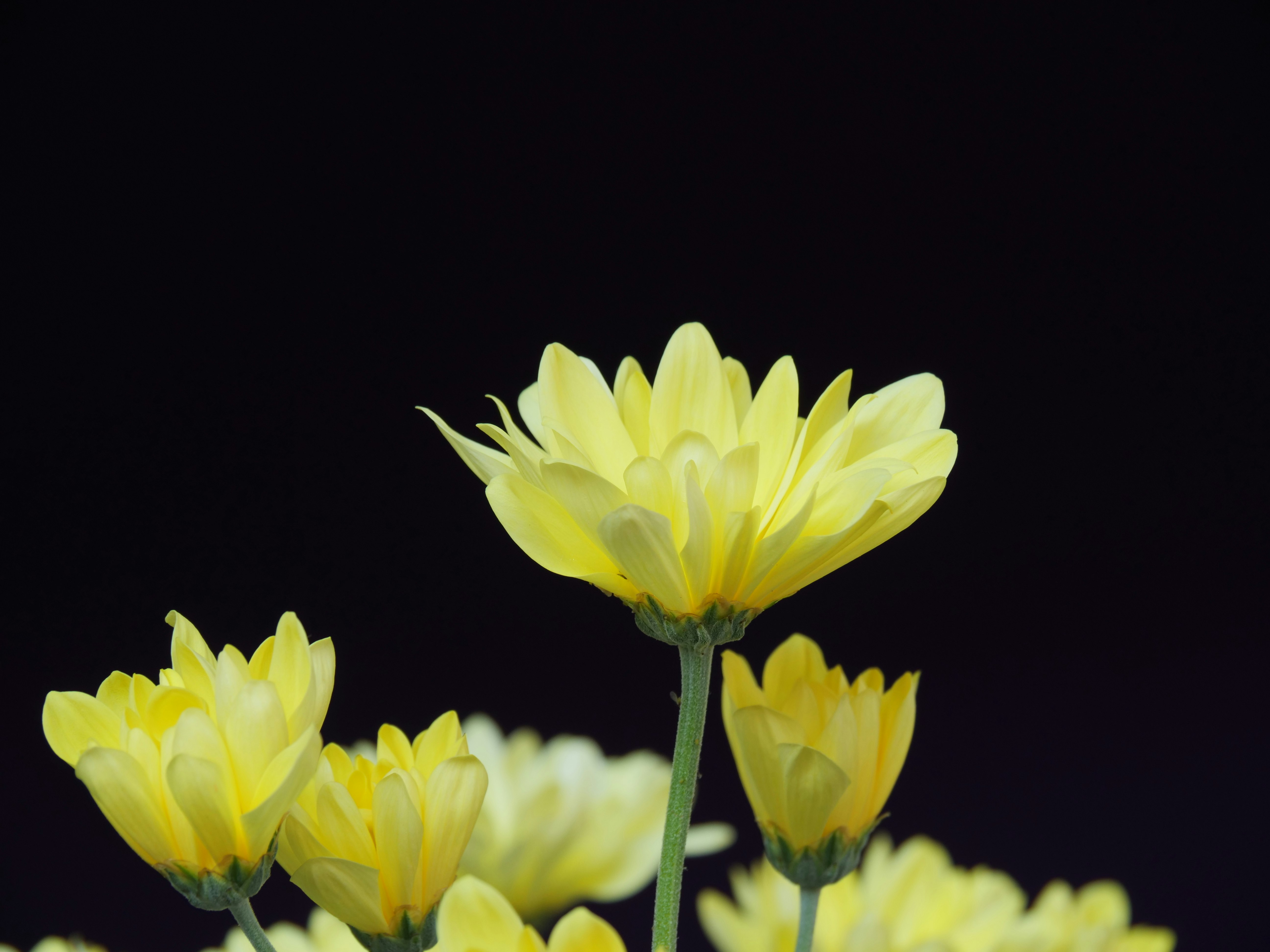 黒背景に咲く黄色い菊の花