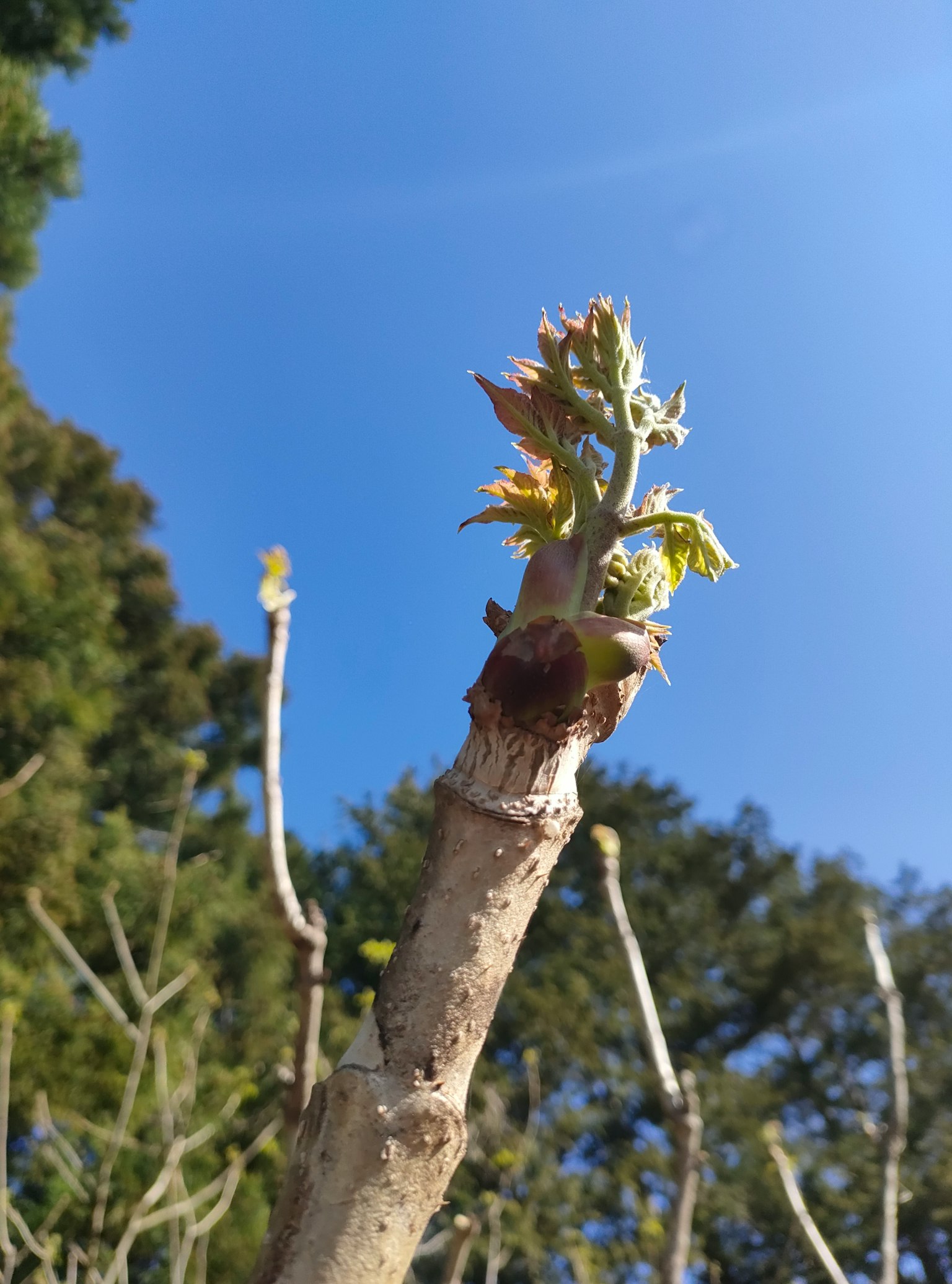 在晴朗藍天下新葉萌發的樹枝特寫