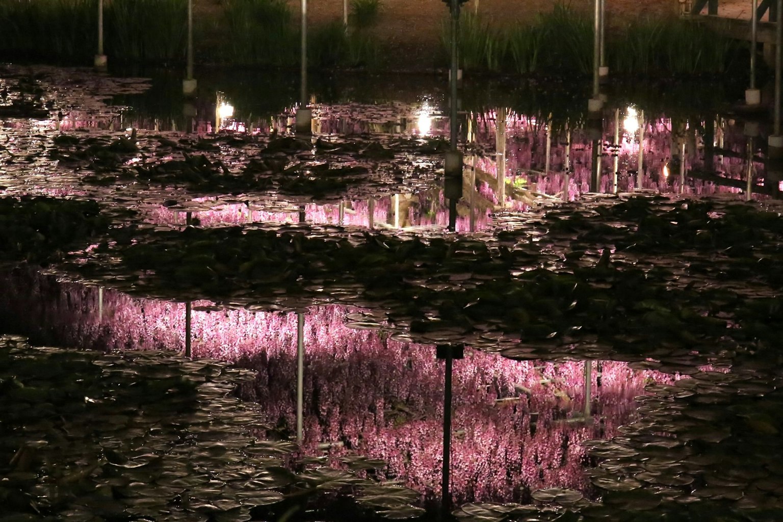 夜间池塘中的水莲与反射灯光