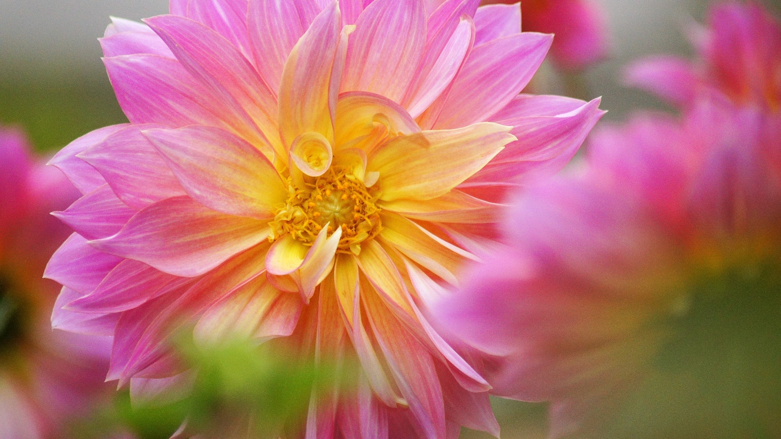 Nahaufnahme einer schönen rosa und gelben Dahlienblüte