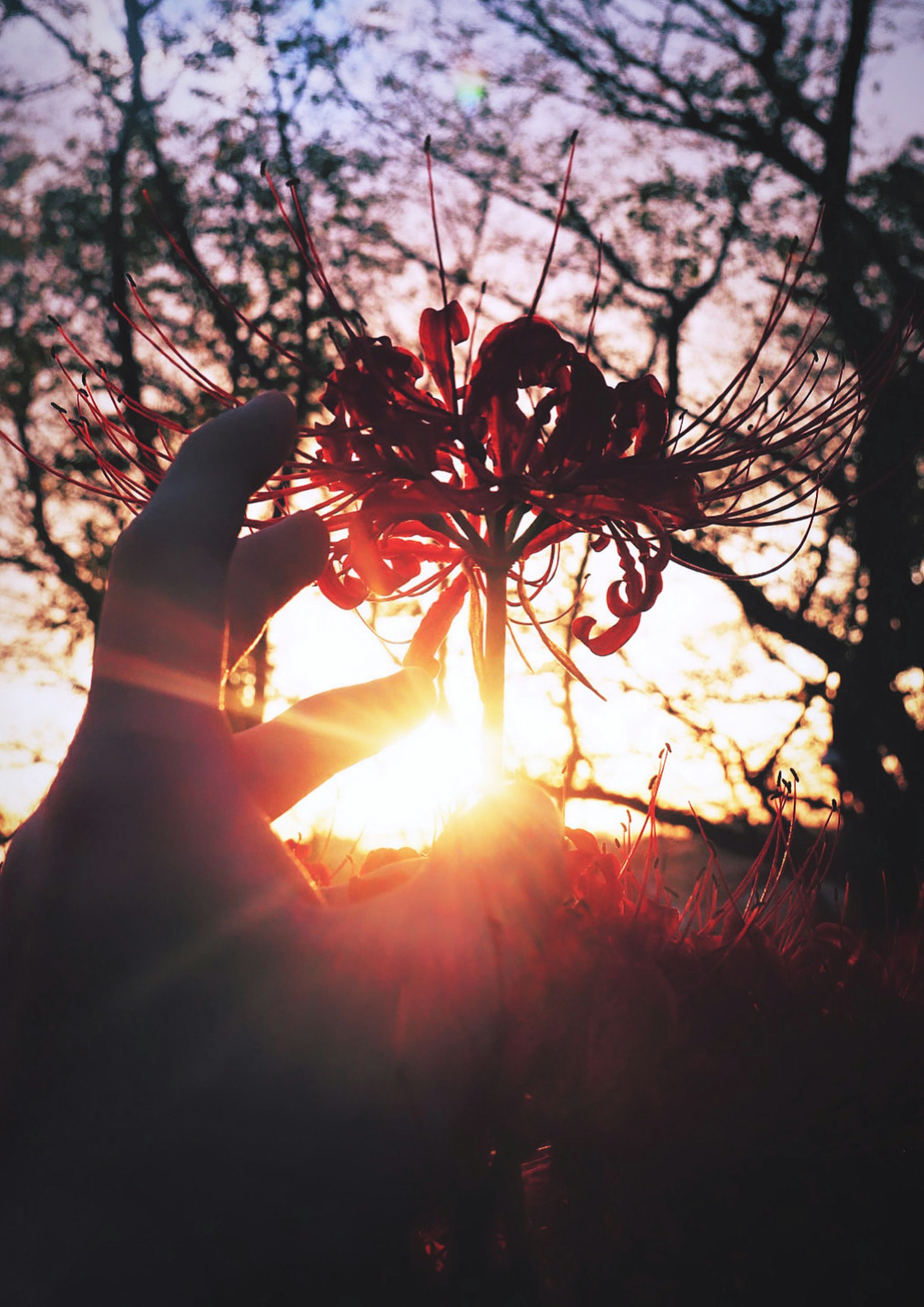 夕日を背景にした手に持たれた赤い花の写真