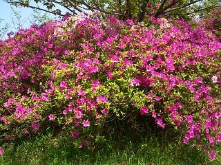 花が咲き乱れる低木の生け垣