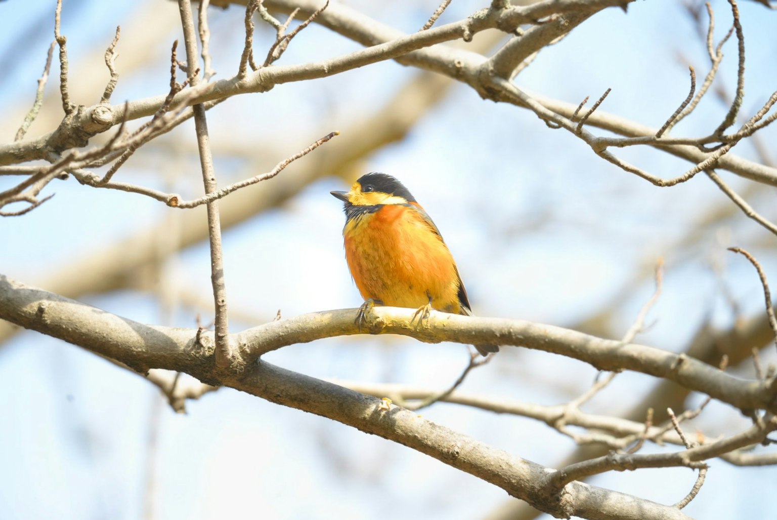 Oiseau orange perché sur une branche