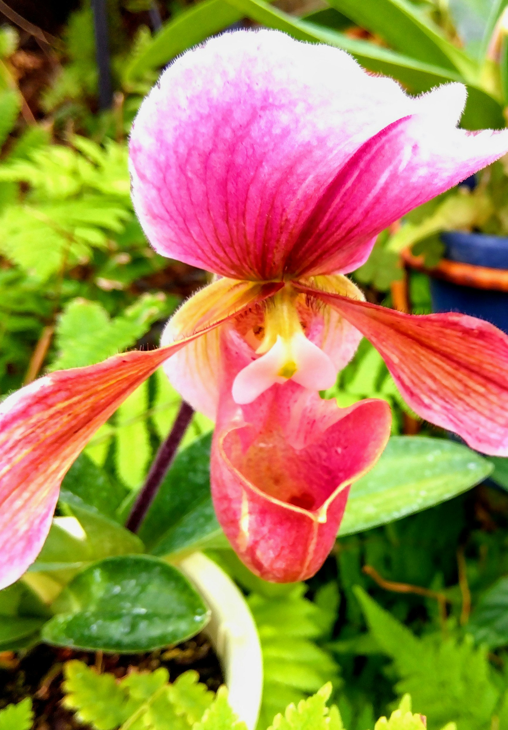 鮮やかなピンクのランの花とつぼみのクローズアップ