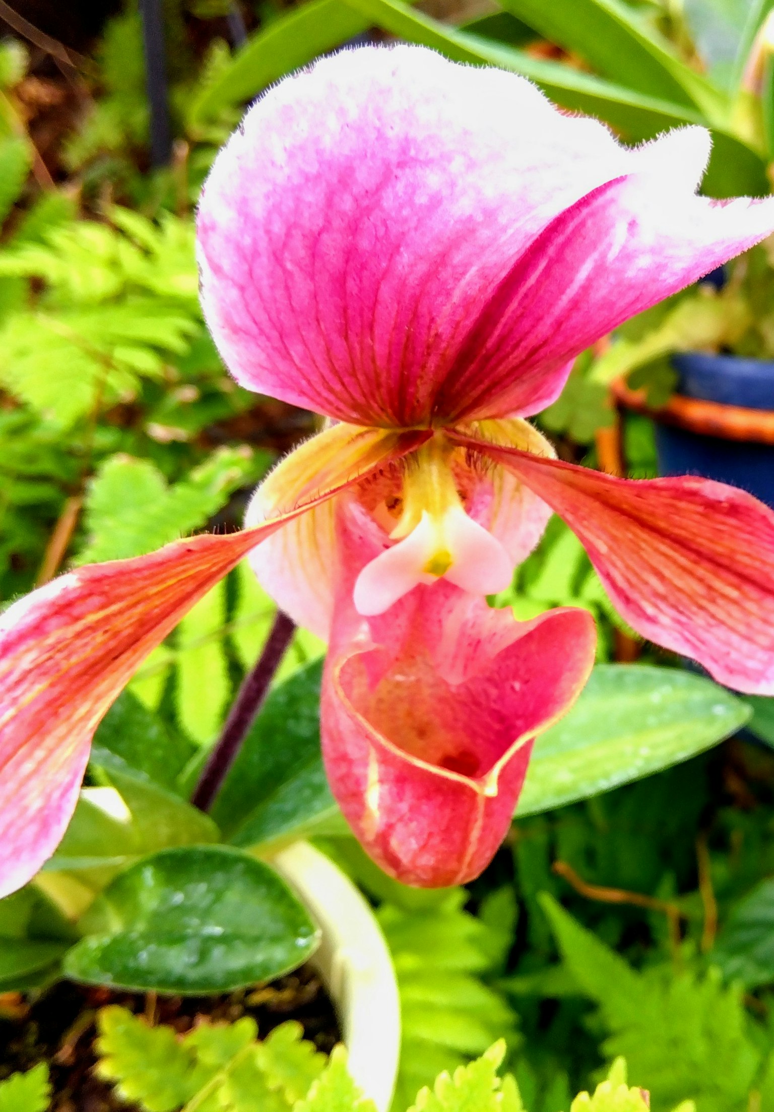 美麗的粉紅色蘭花與綠色葉子在背景中