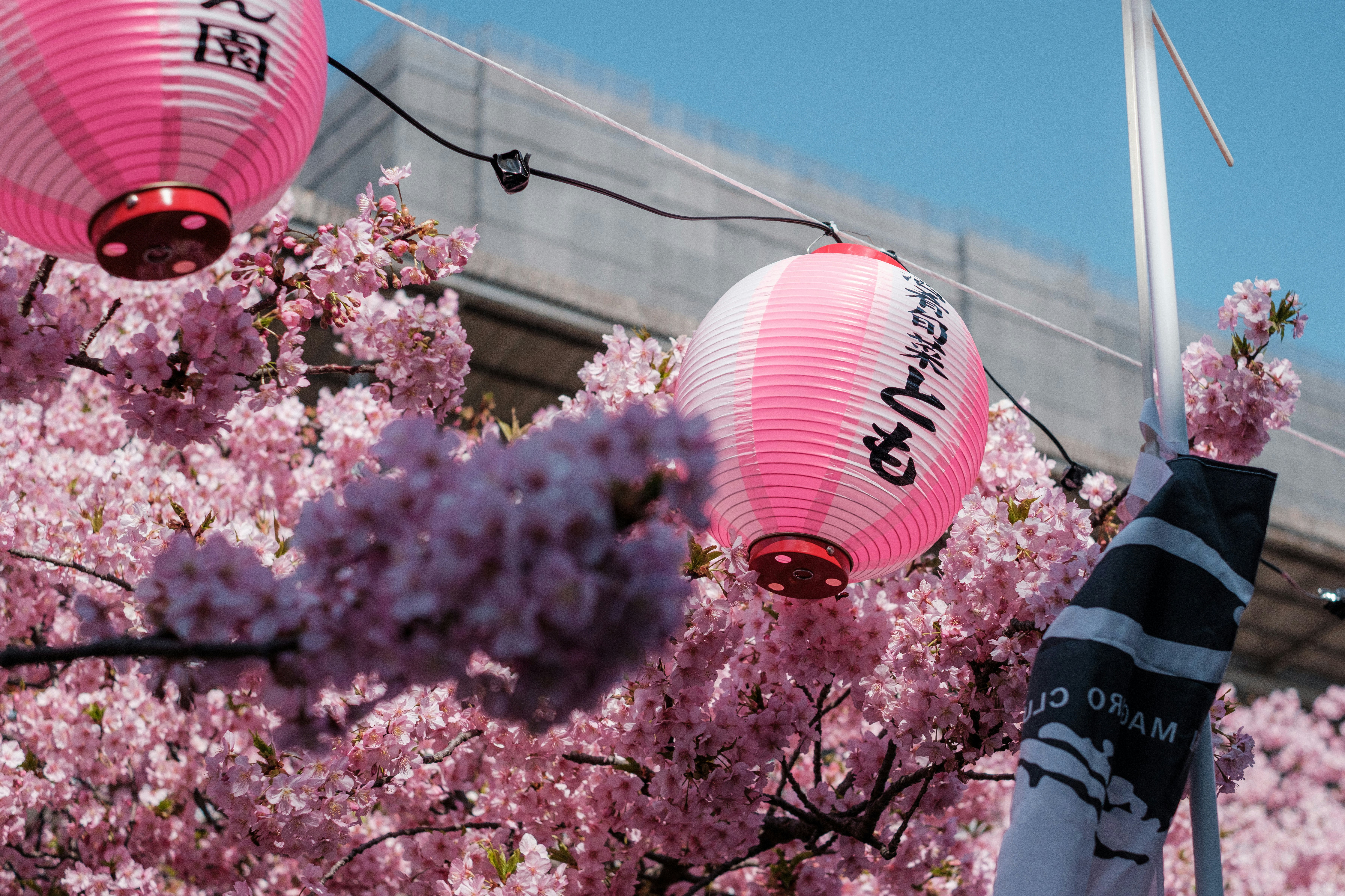 三浦海岸の早咲き桜が咲く並木の風景