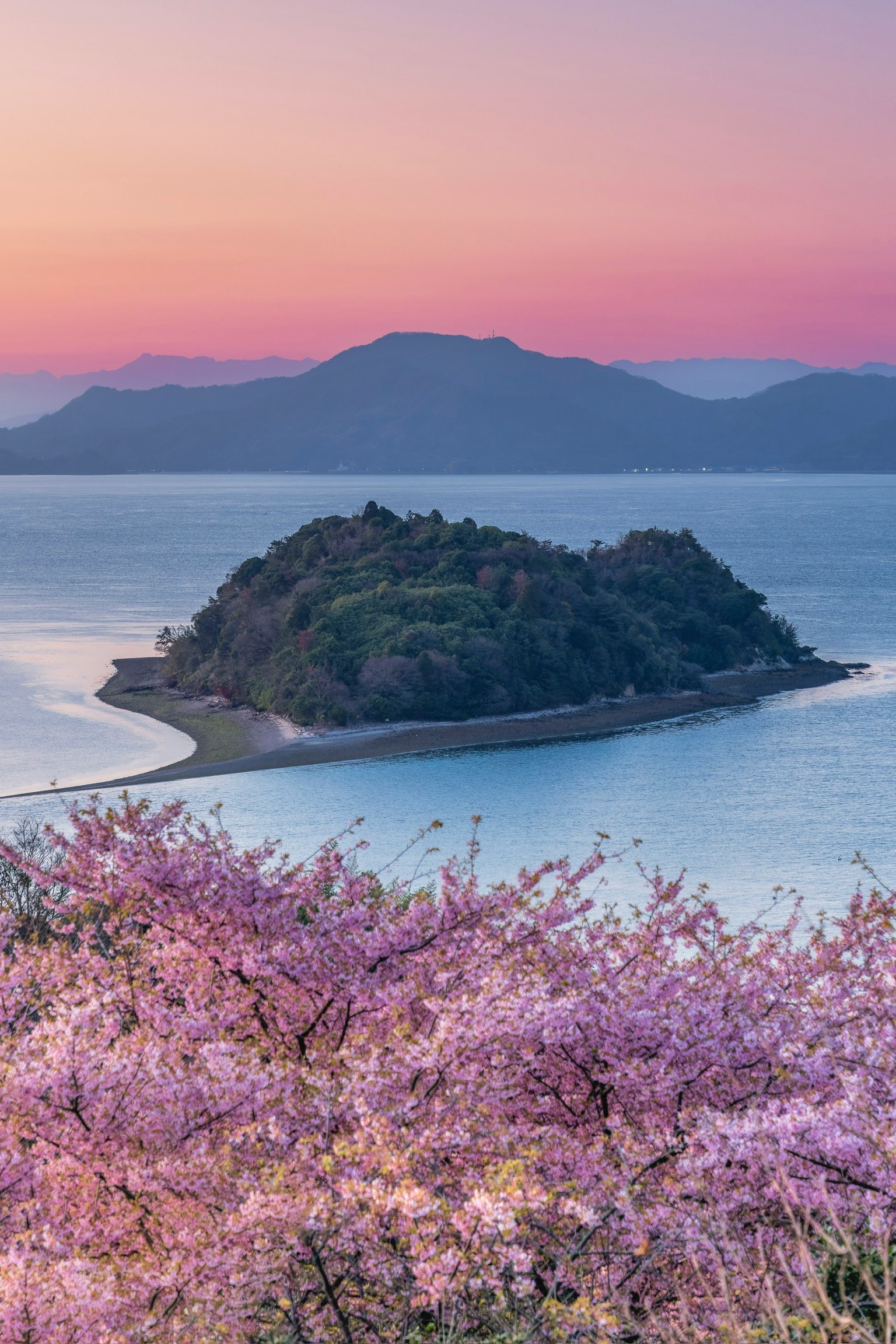 Scenic view of cherry blossoms with an island in the sea during sunset