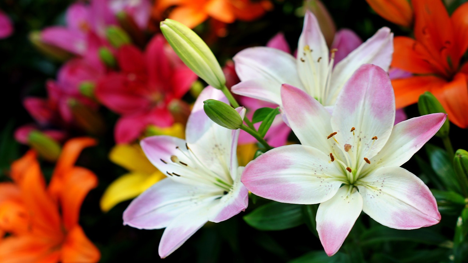 Pink and white lilies blooming against a vibrant background