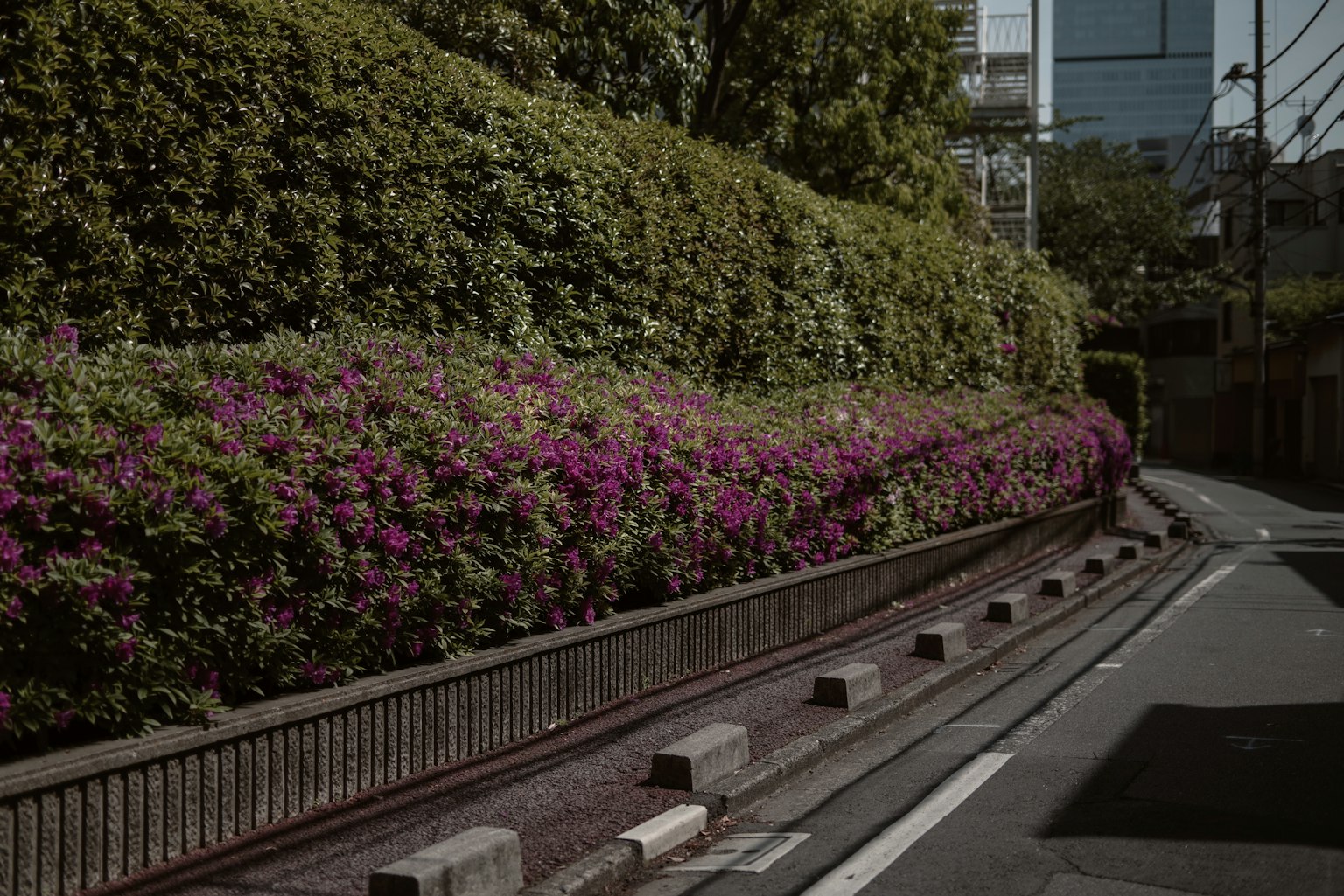 Jalan tenang dengan pepohonan rimbun dan bougainvillea merah muda yang cerah