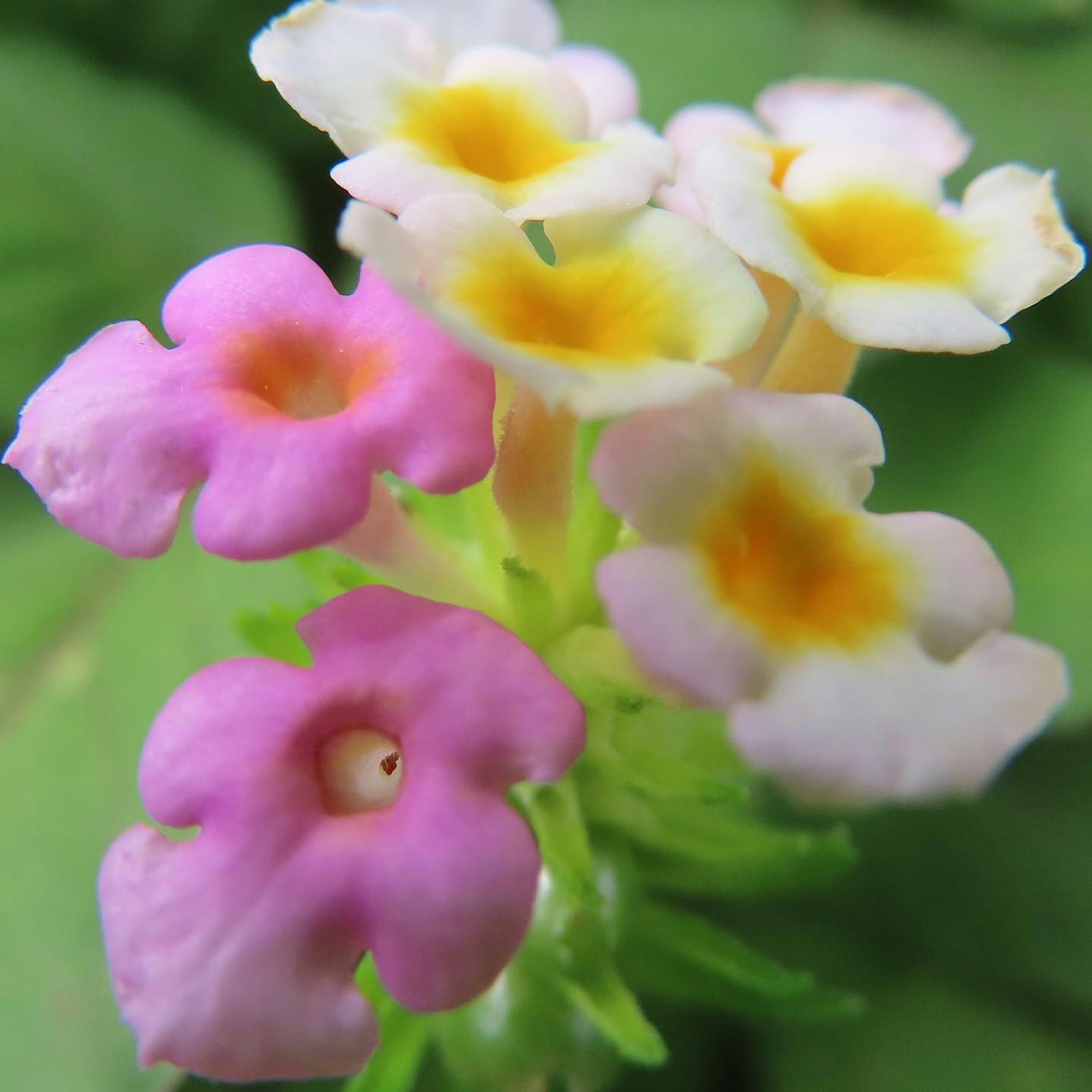 Cụm hoa Lantana đầy màu sắc đang nở