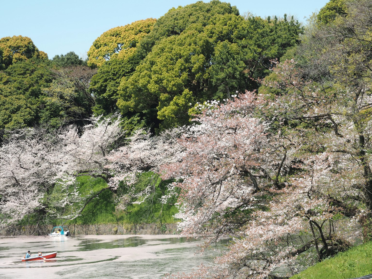 公园内樱花树的美丽景色，平静的水面和一只小船