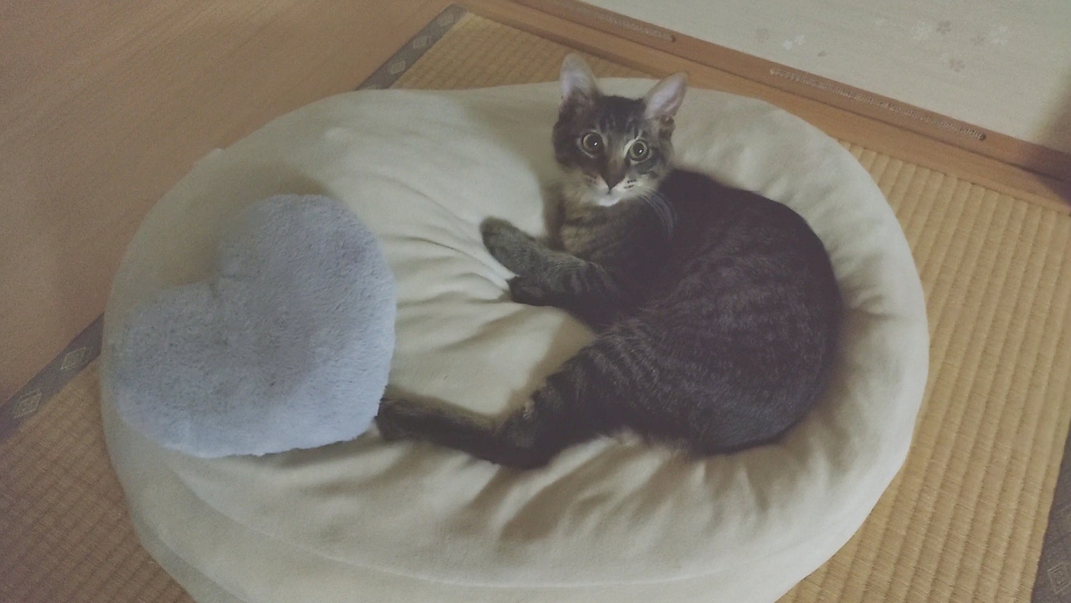 Gato negro descansando en una cama redonda con un cojín en forma de corazón