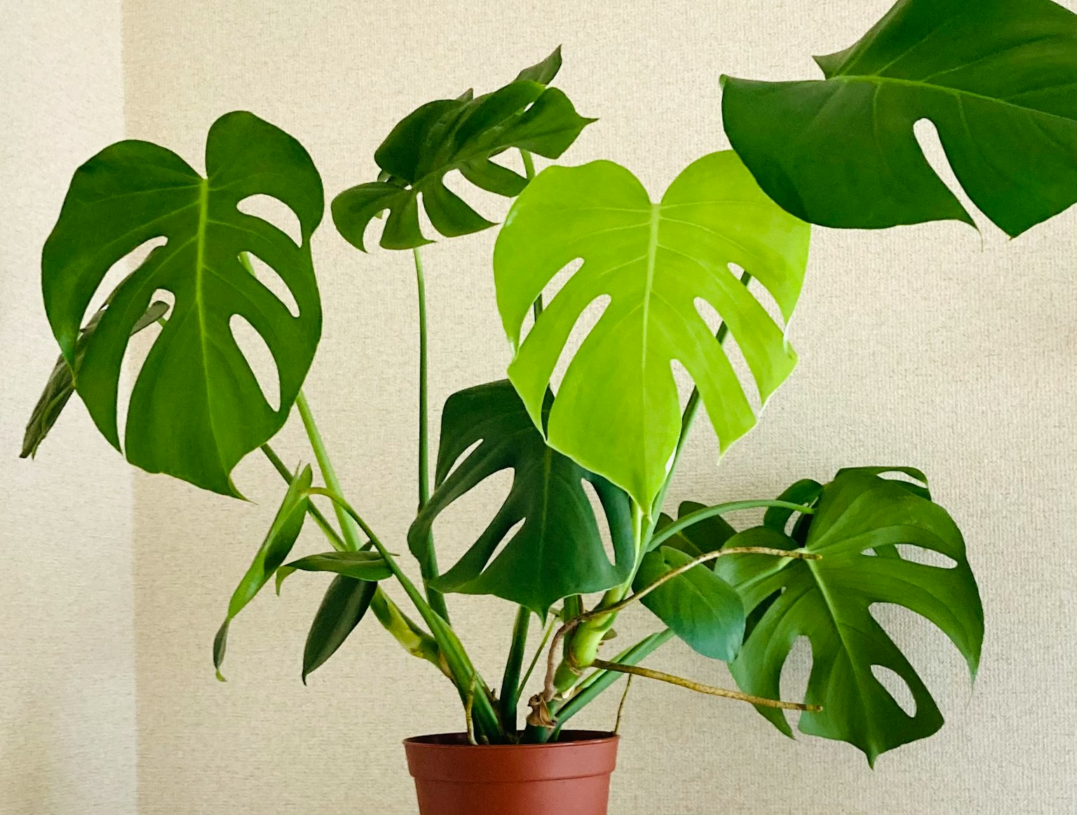Planta de Monstera en una maceta con grandes hojas verdes