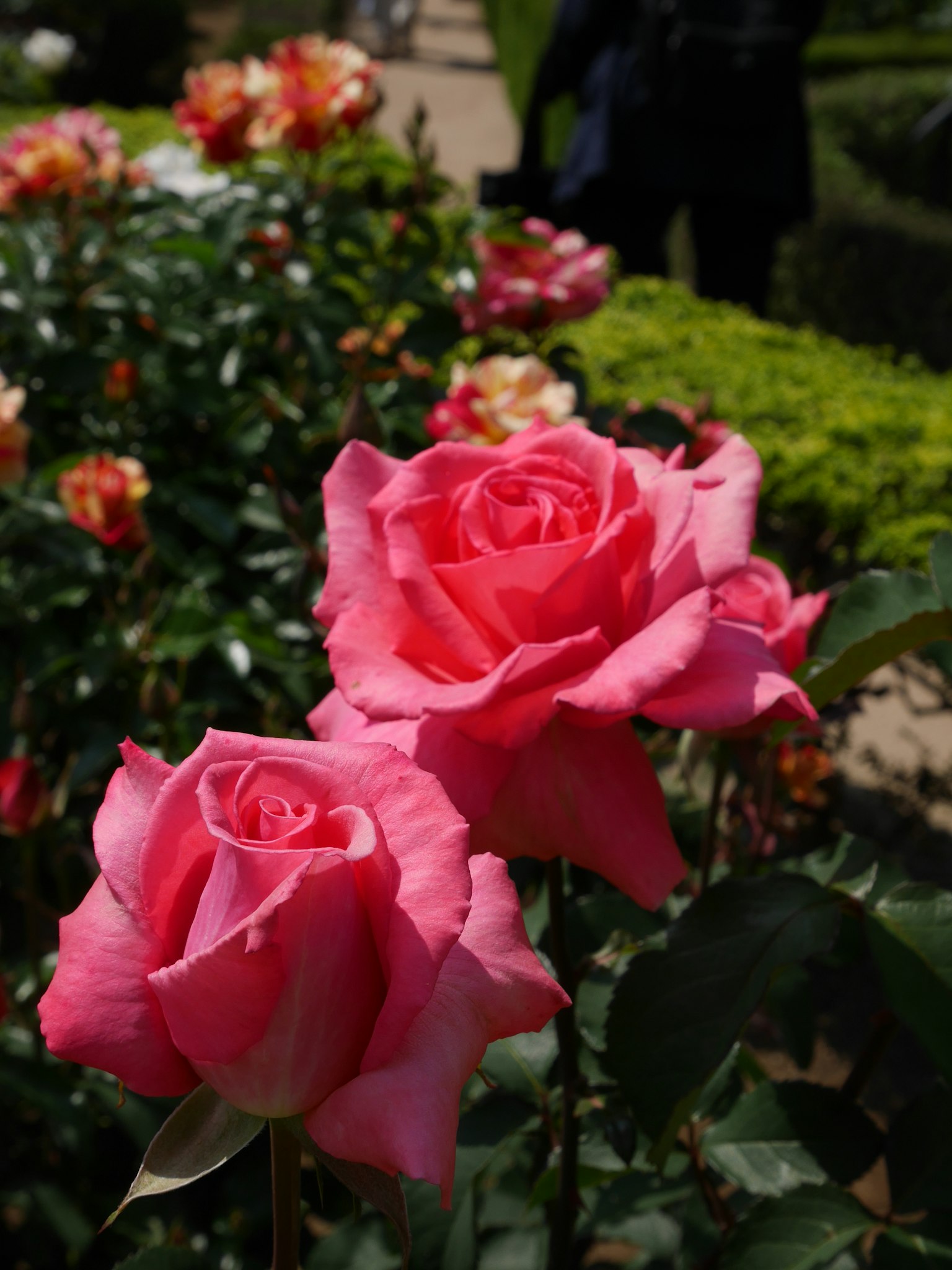 Close-up of vibrant pink roses in a garden