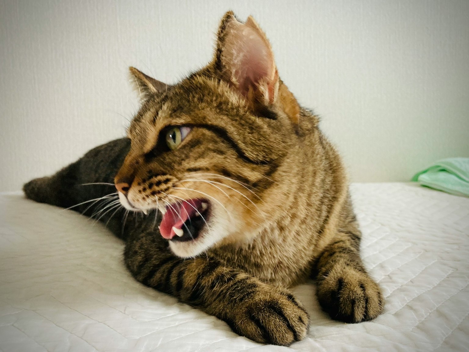 Gato enojado acostado en una cama