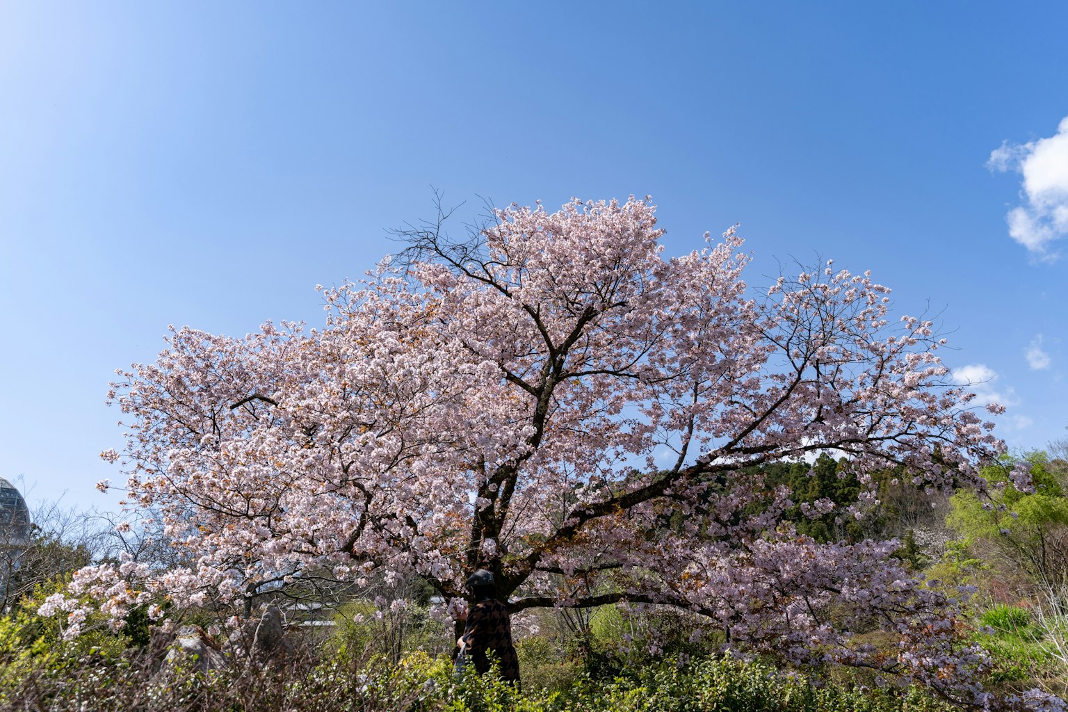 A beautiful cherry blossom tree under a blue sky