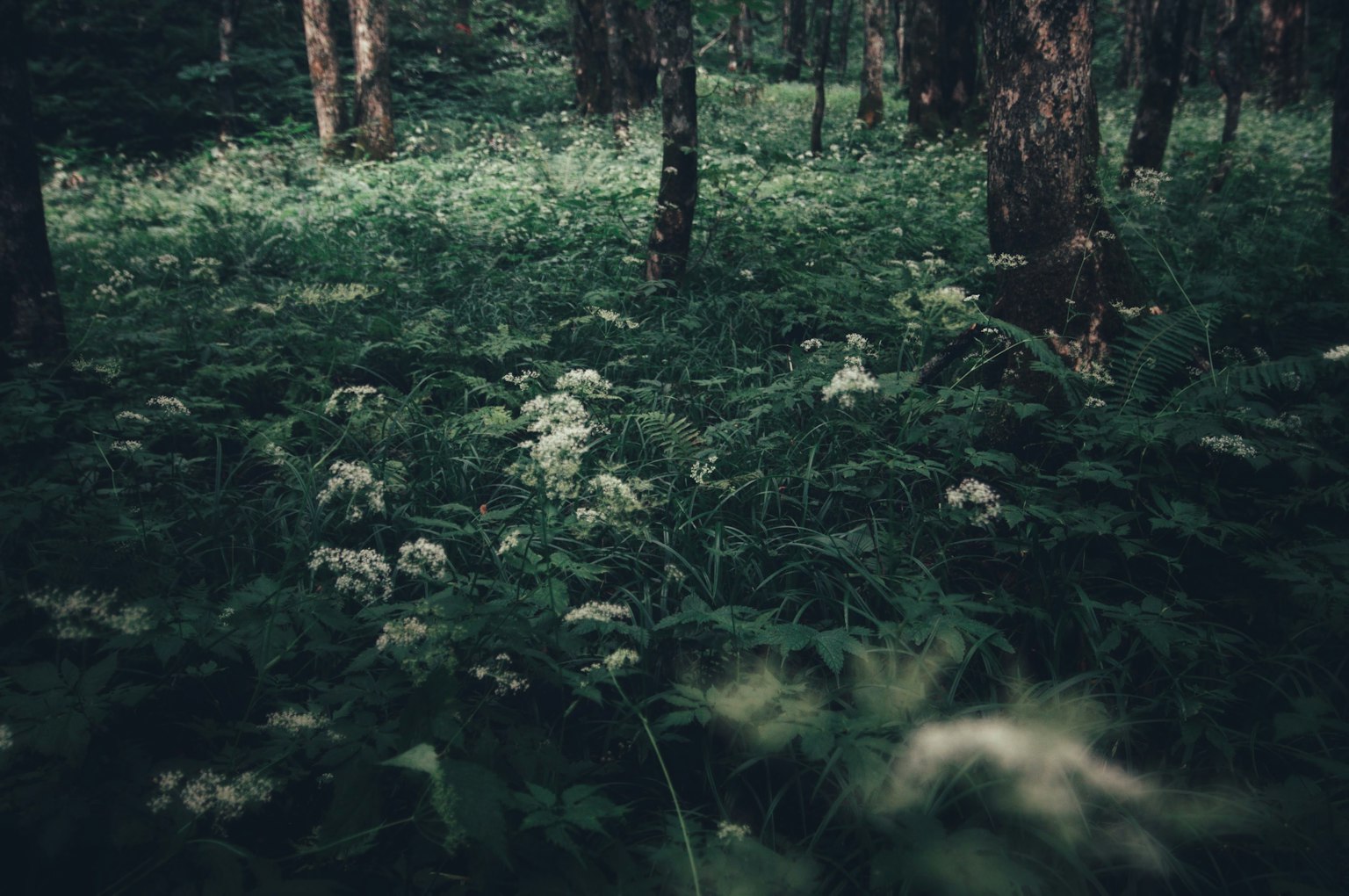 Paysage forestier avec herbe verte et fleurs blanches