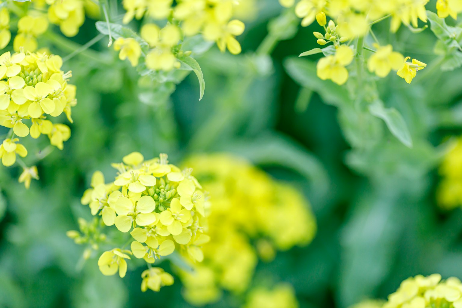 Nahaufnahme von lebhaften gelben Blumen, die auf einer Pflanze blühen
