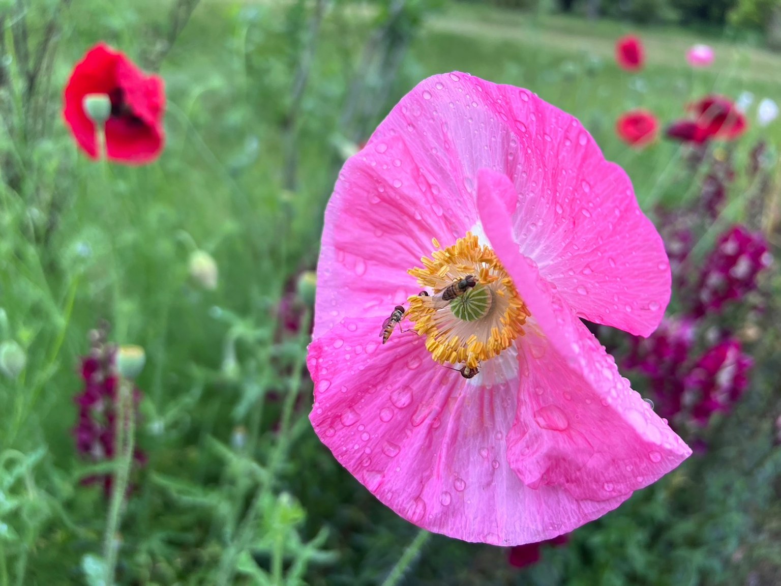 Bunga poppy pink cerah dengan latar belakang hijau kabur