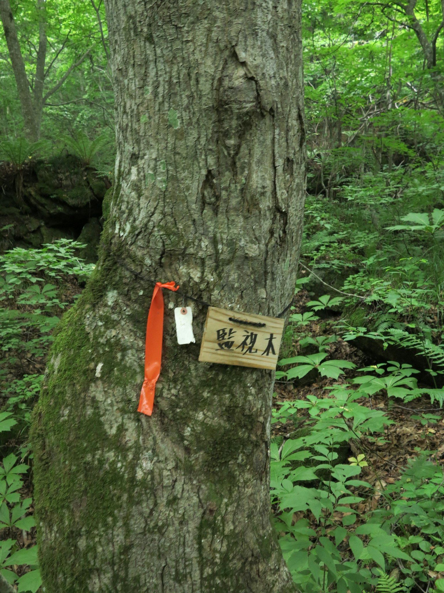 A wooden sign attached to a tree trunk with an orange ribbon in a lush green forest