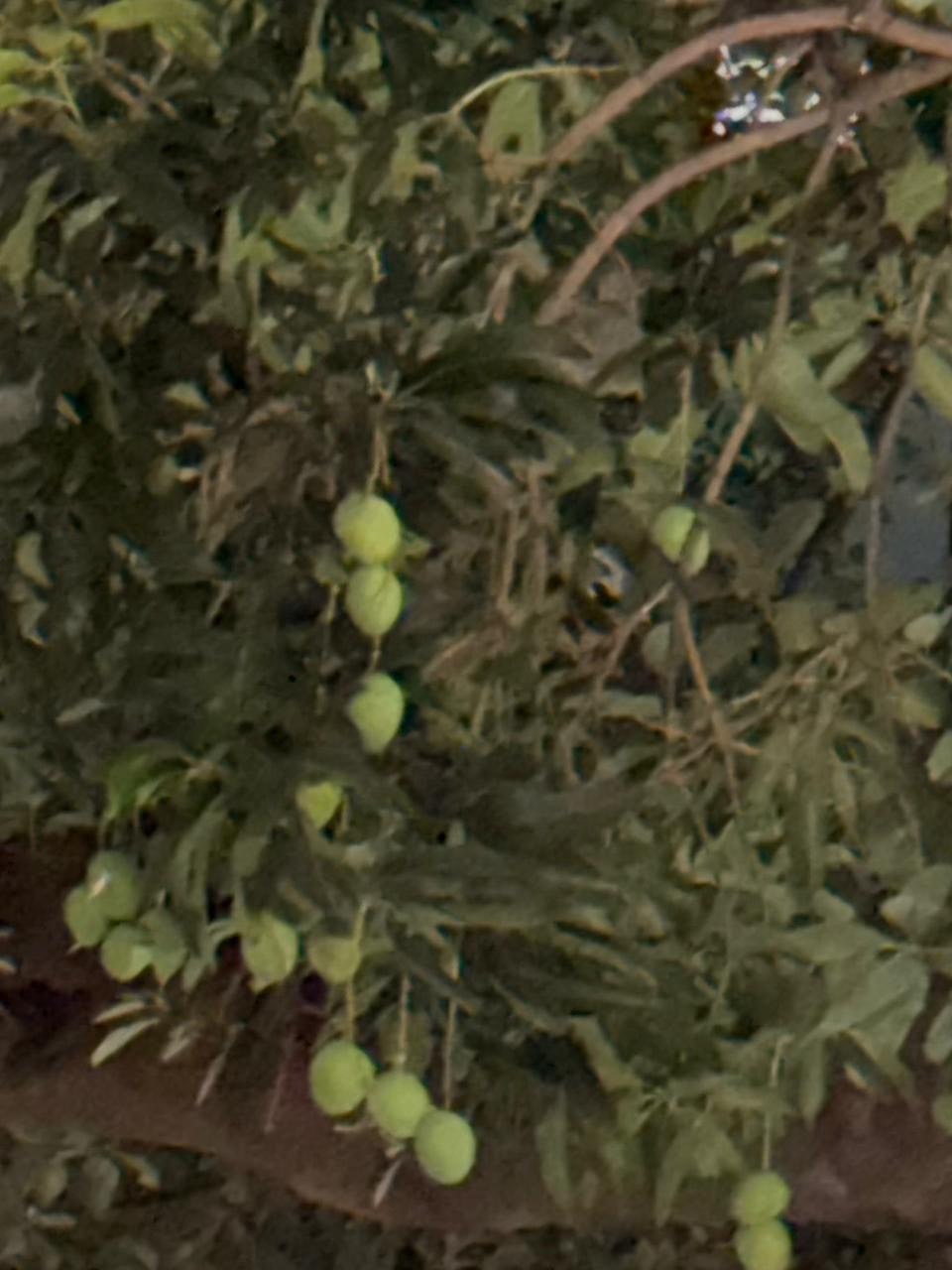 木の枝に実る小さな緑の果実