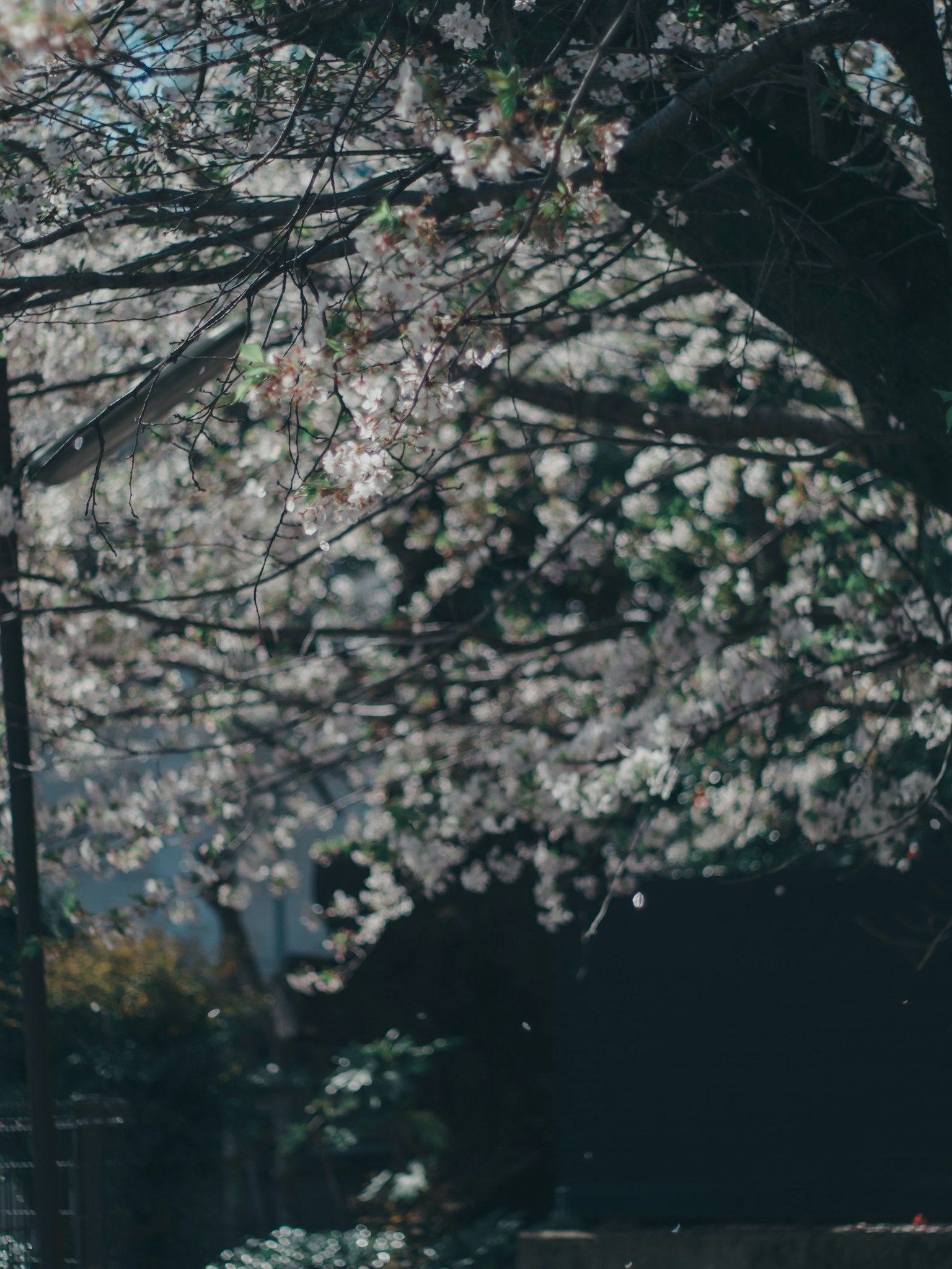 벚꽃이 만개한 나무의 경치