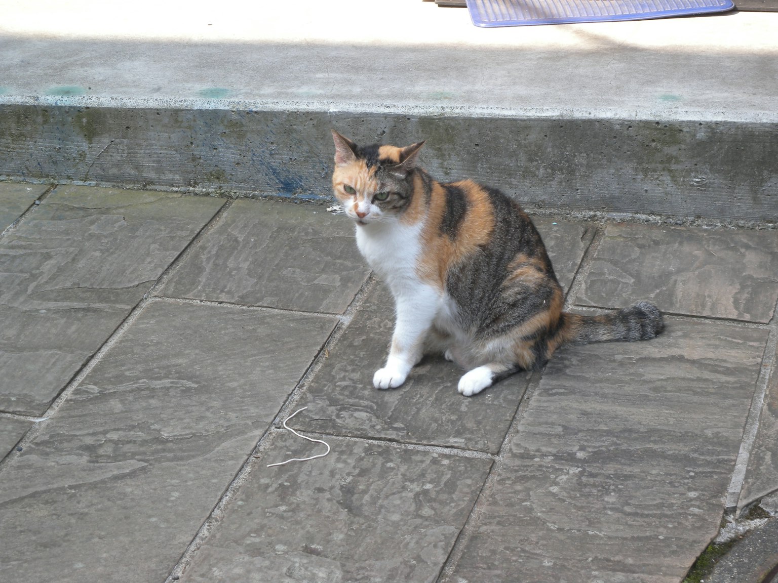 Un gatto calico seduto su pavimentazione in pietra in un giardino
