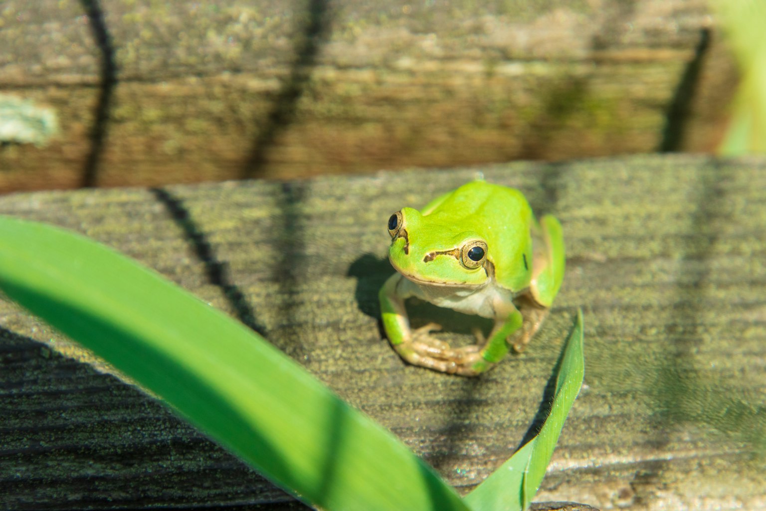 Katak hijau duduk di atas kayu dengan rumput di dekatnya