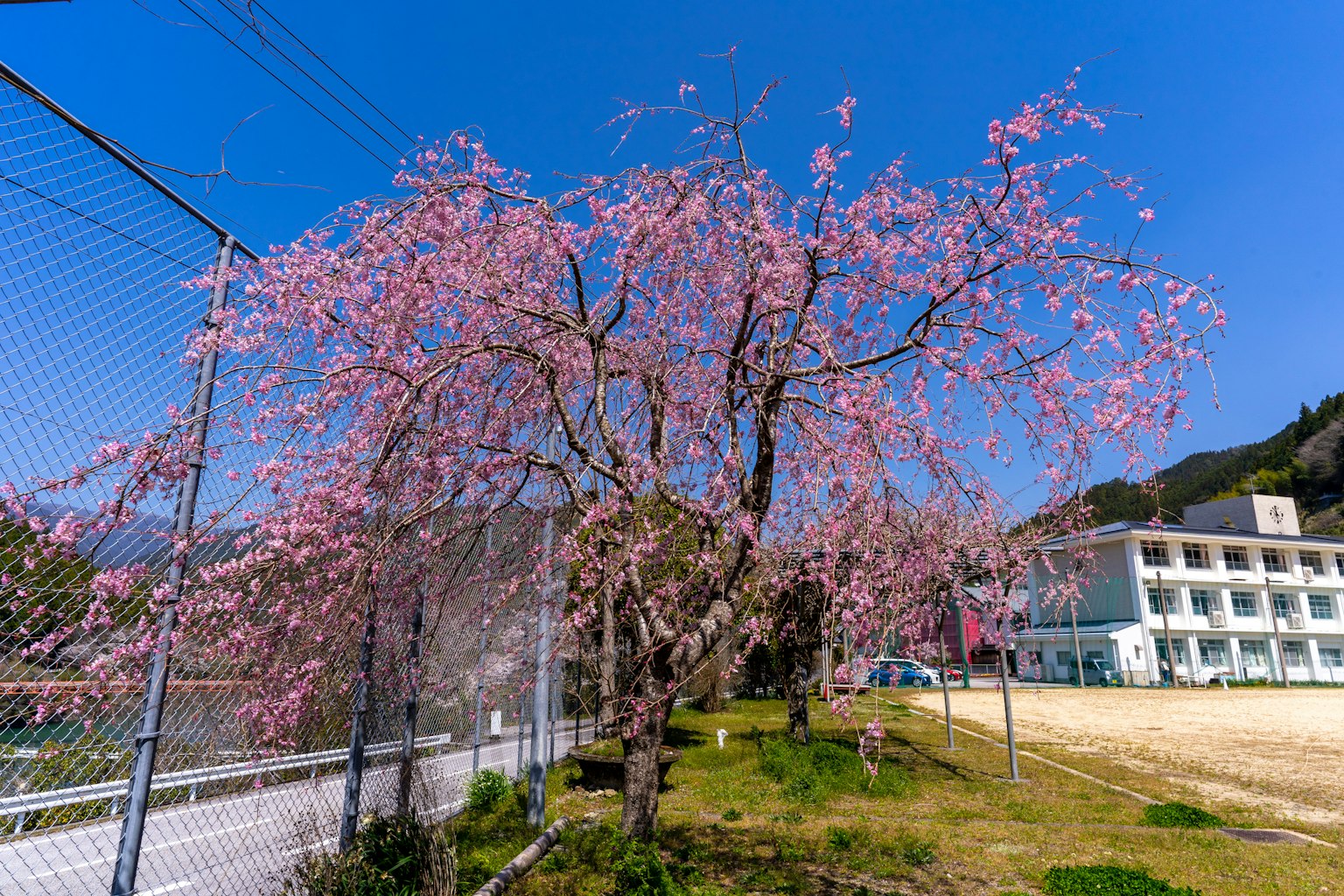 Árbol de cerezo con flores rosas contra un cielo azul edificio escolar de fondo
