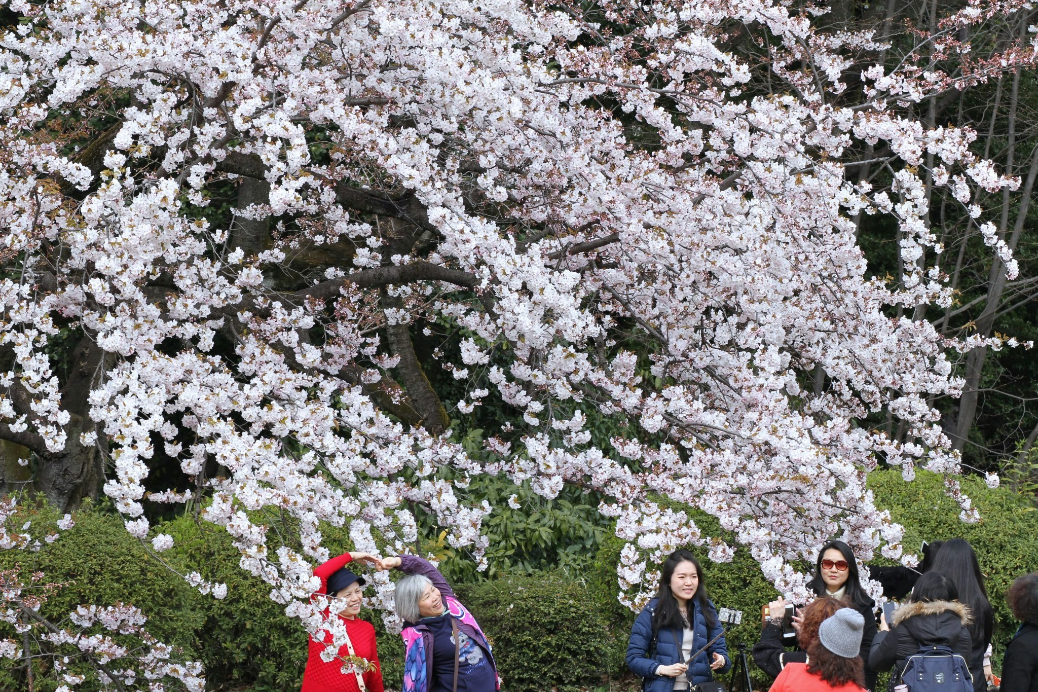 桜の花が咲き並ぶ公園で花見をする人々の風景