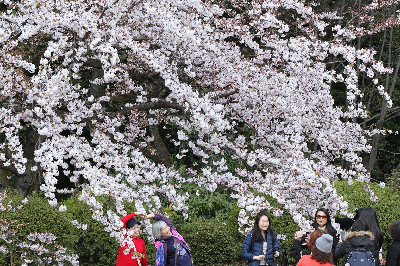 Personas reunidas bajo un árbol de cerezo en flor