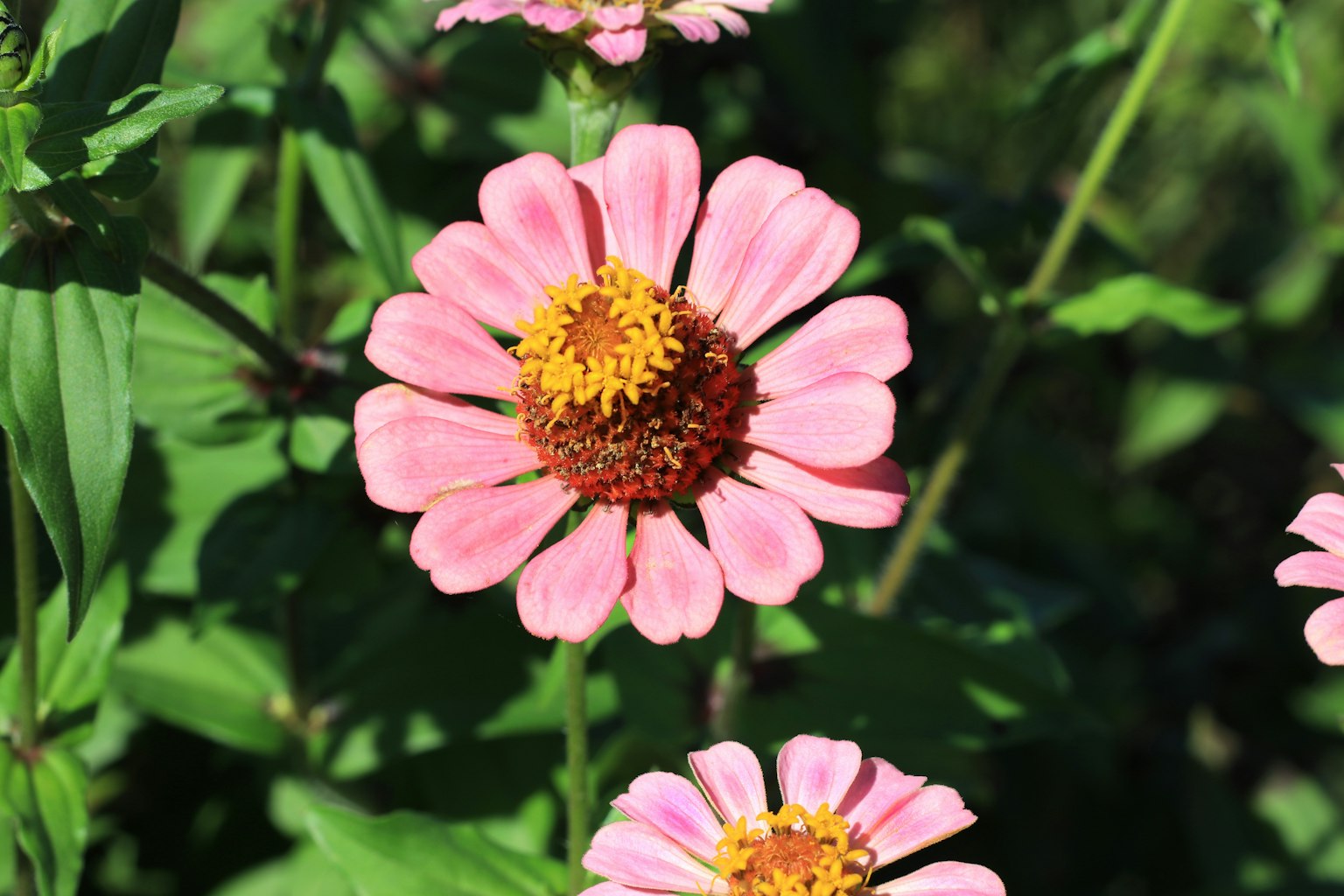 Fiori di zinnia rosa vivace che fioriscono in un giardino