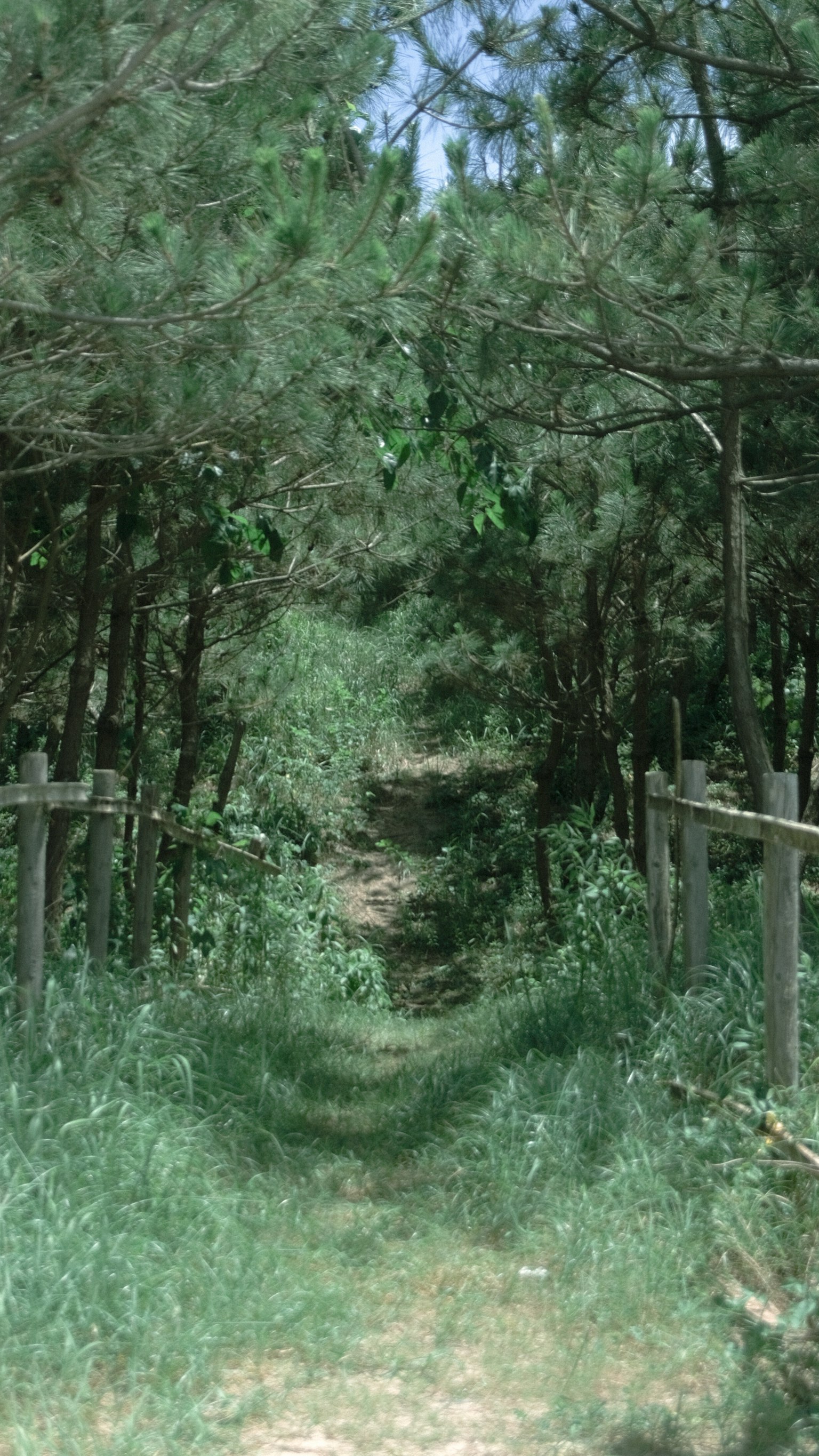 Narrow path surrounded by green trees and grass