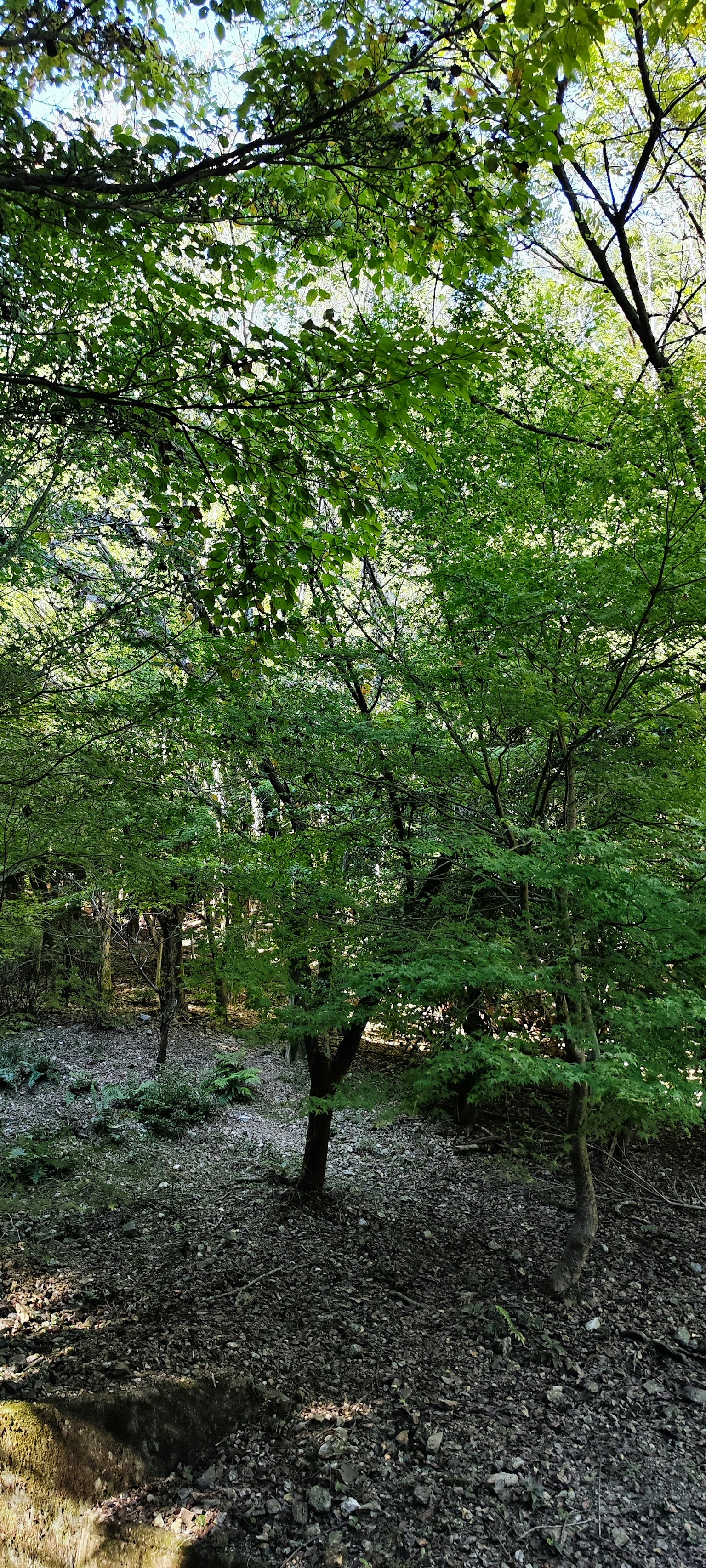 Alberi verdi rigogliosi in un ambiente forestale sereno