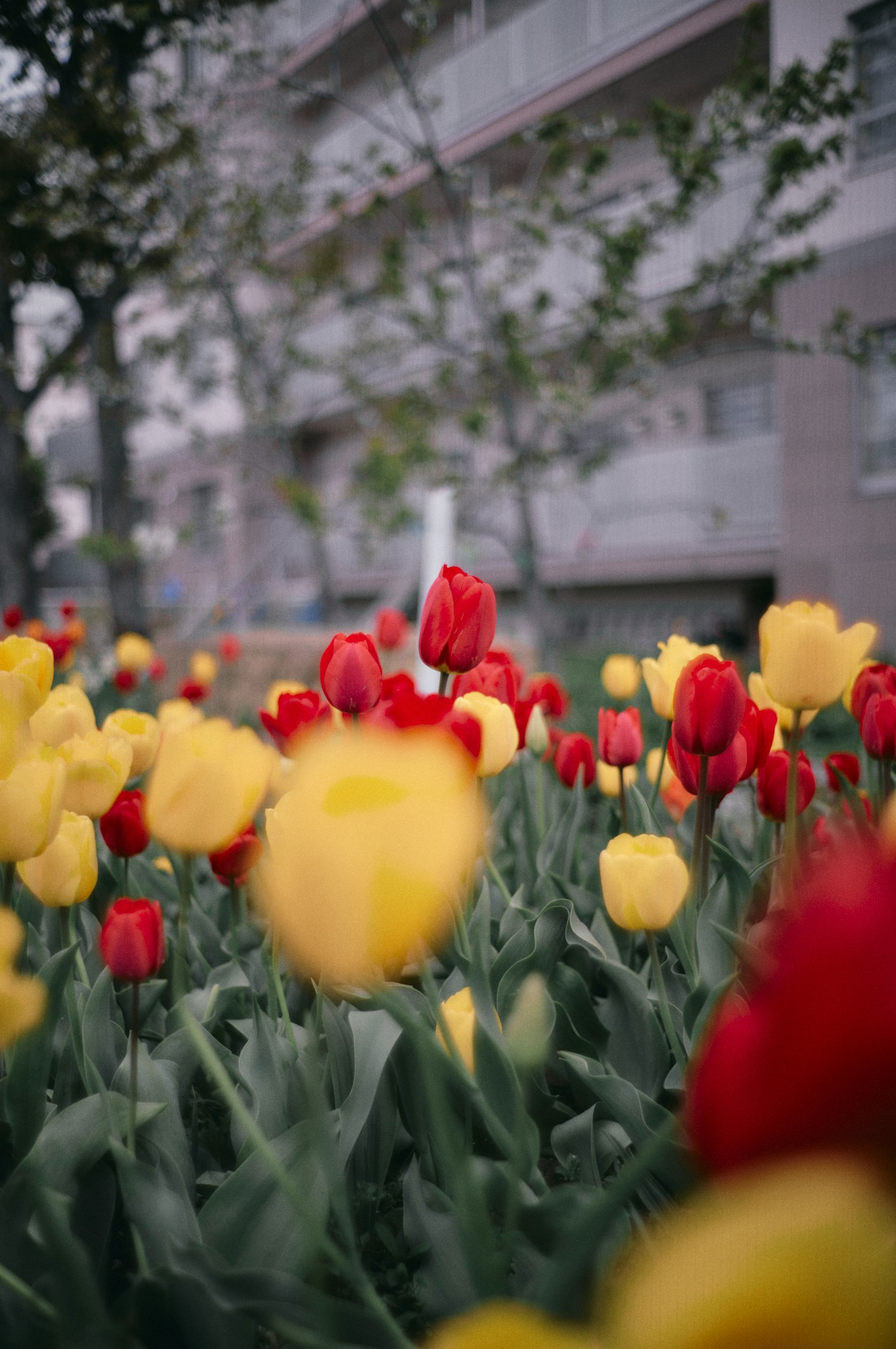 Una escena de parque con tulipanes rojos y amarillos en flor